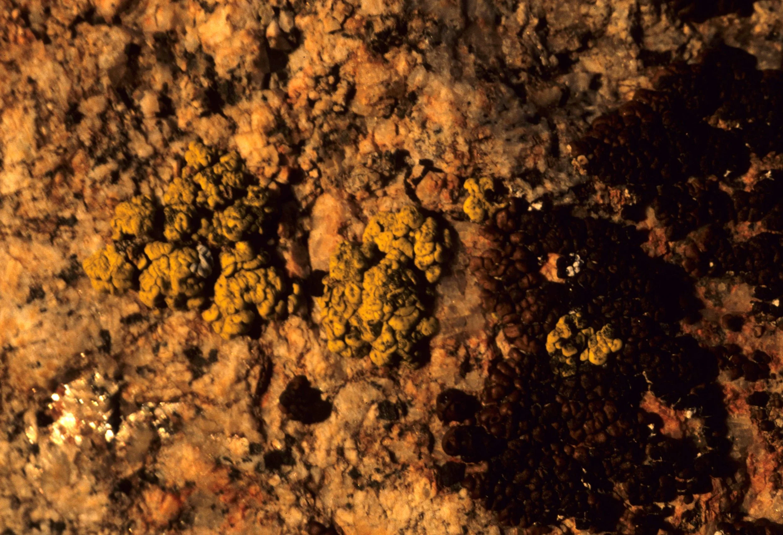 CALIFORNIA - MONO LAKE - LICHEN.jpg