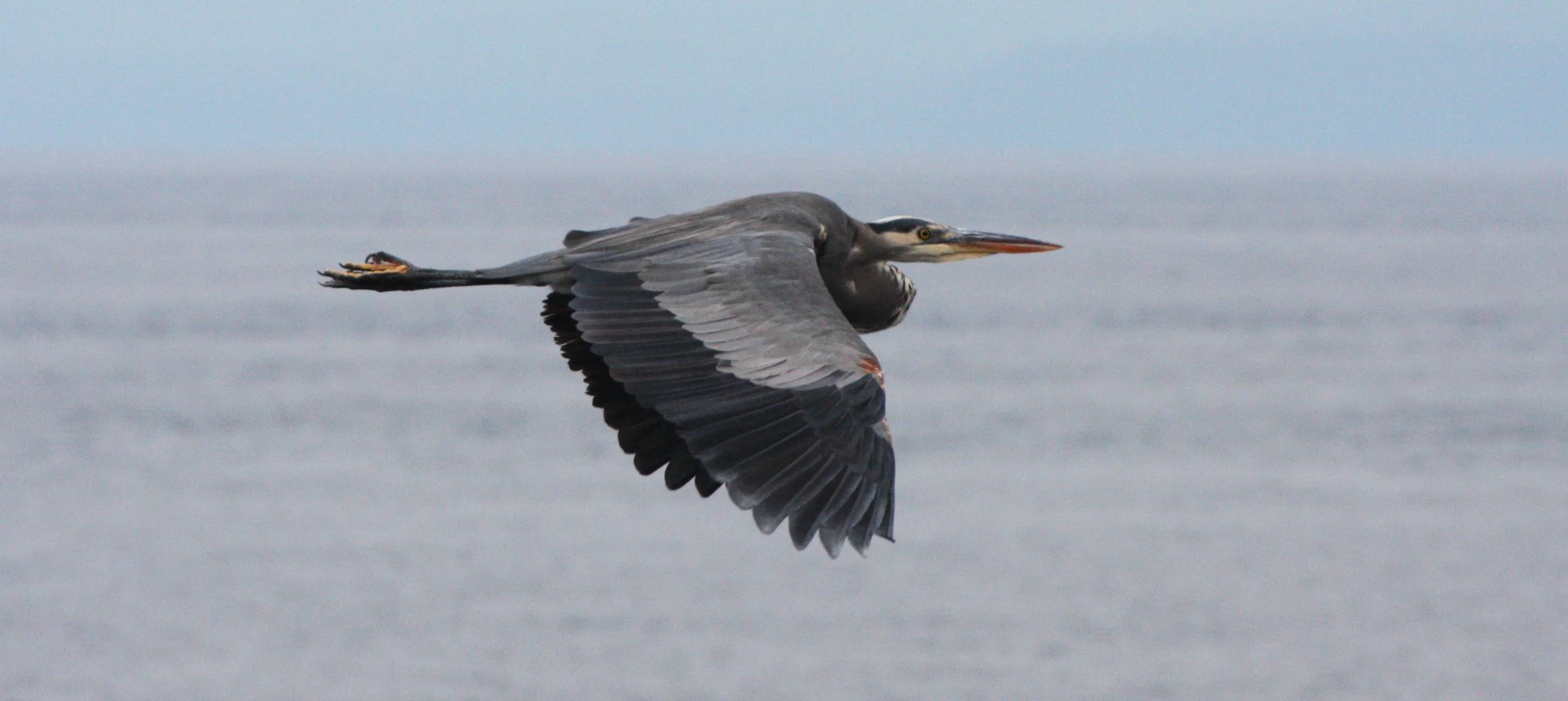 HERON - GREAT BLUE HERON- Ardea herodias - CAPE FLATTERY WASHINGTON (8).JPG
