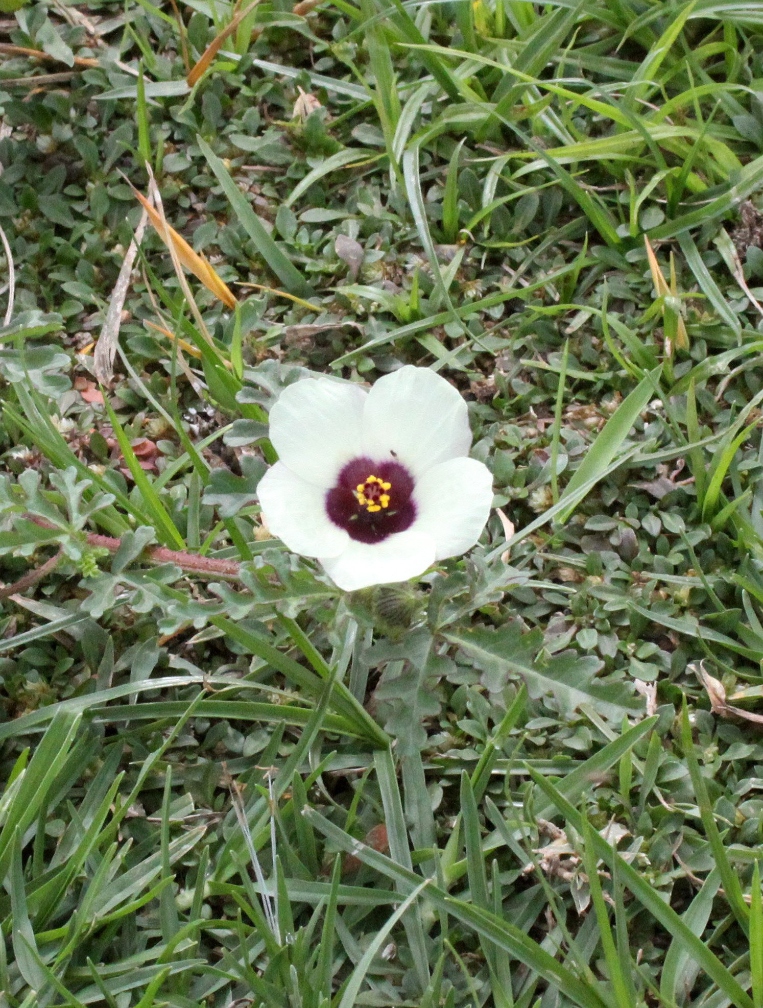 LANGANO LAKE ETHIOPIA (8).JPG