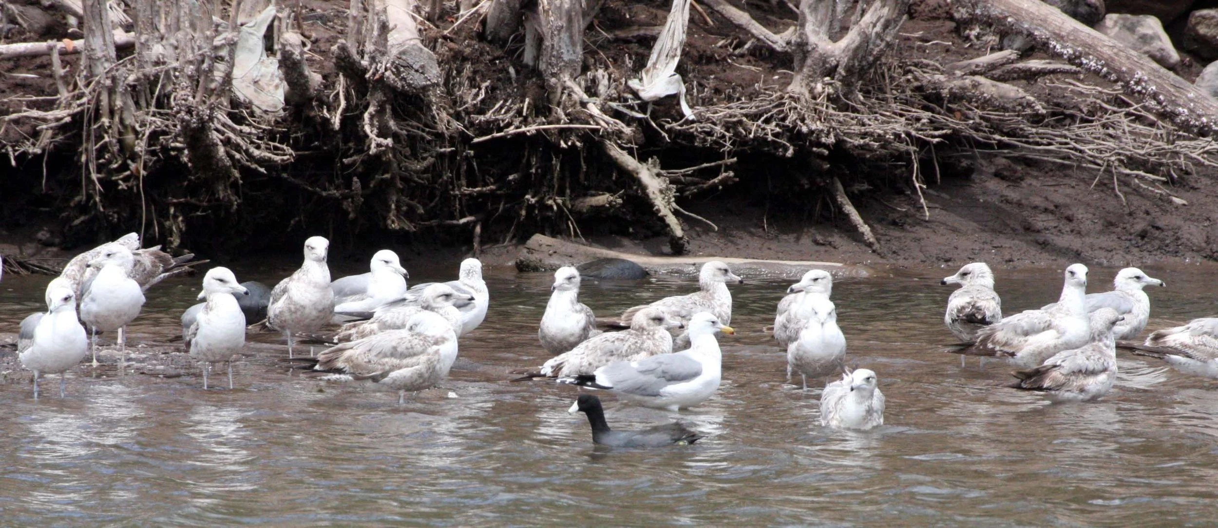BIRD - GULL - CALIFORNIA GULL - 1ST SUMMER AND 2ND WINTER INDIVIDTUALS - SANTA ROSALIA BAJA MEXICO (9).JPG