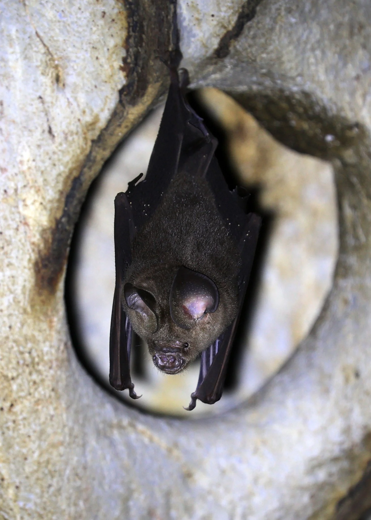 Horsfield’s Leaf-nosed Bat (Hipposideros.larvatus) Wat Tham Sila Thong Temple Pak Chong Thailand near Khao Yai (103).jpg
