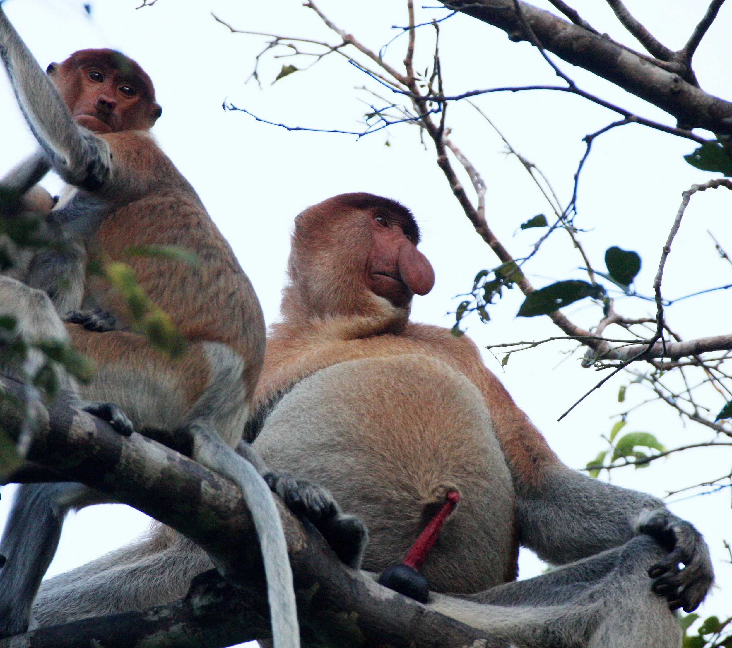 CERCOPITHECIDAE - Nasalis larvatus -PROBOSCIS MONKEY TROOP - KINABATANGAN RIVER BORNEO  (46).JPG