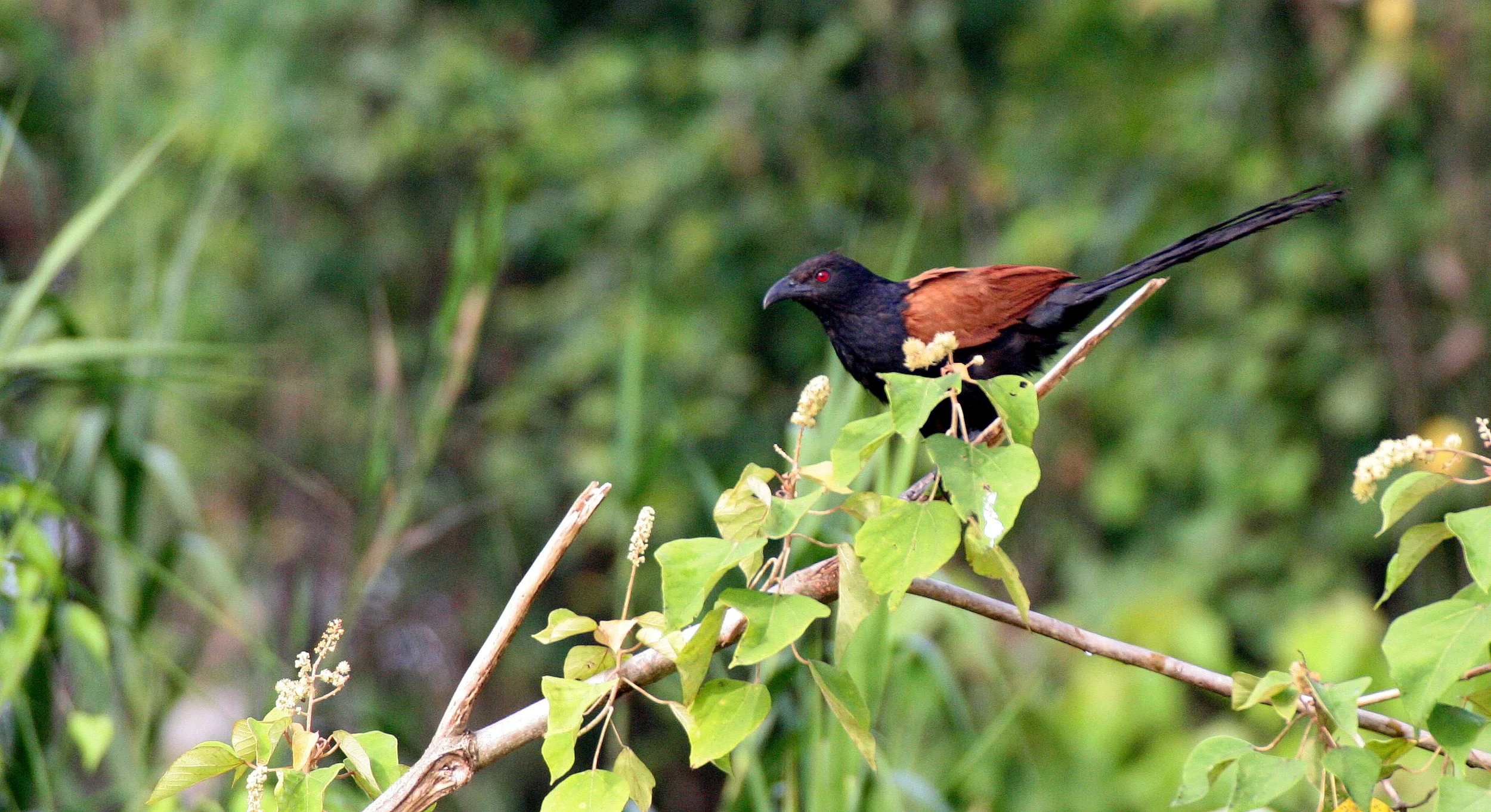 Greater Coucal (Centropus sinensis) Kinabatangan River Borneo (11).JPG