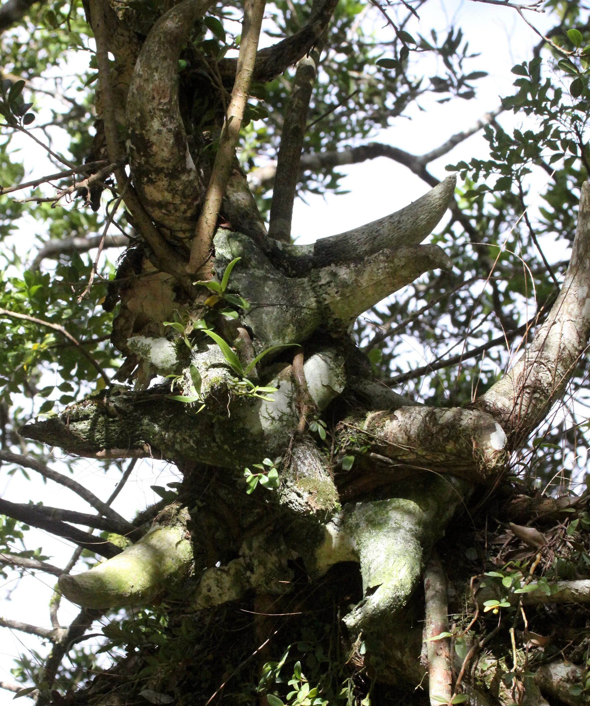 MONTAGNE D'AMBRE NATIONAL PARK MADAGASCAR - SACRED SACRIFICED HORN STACK.JPG