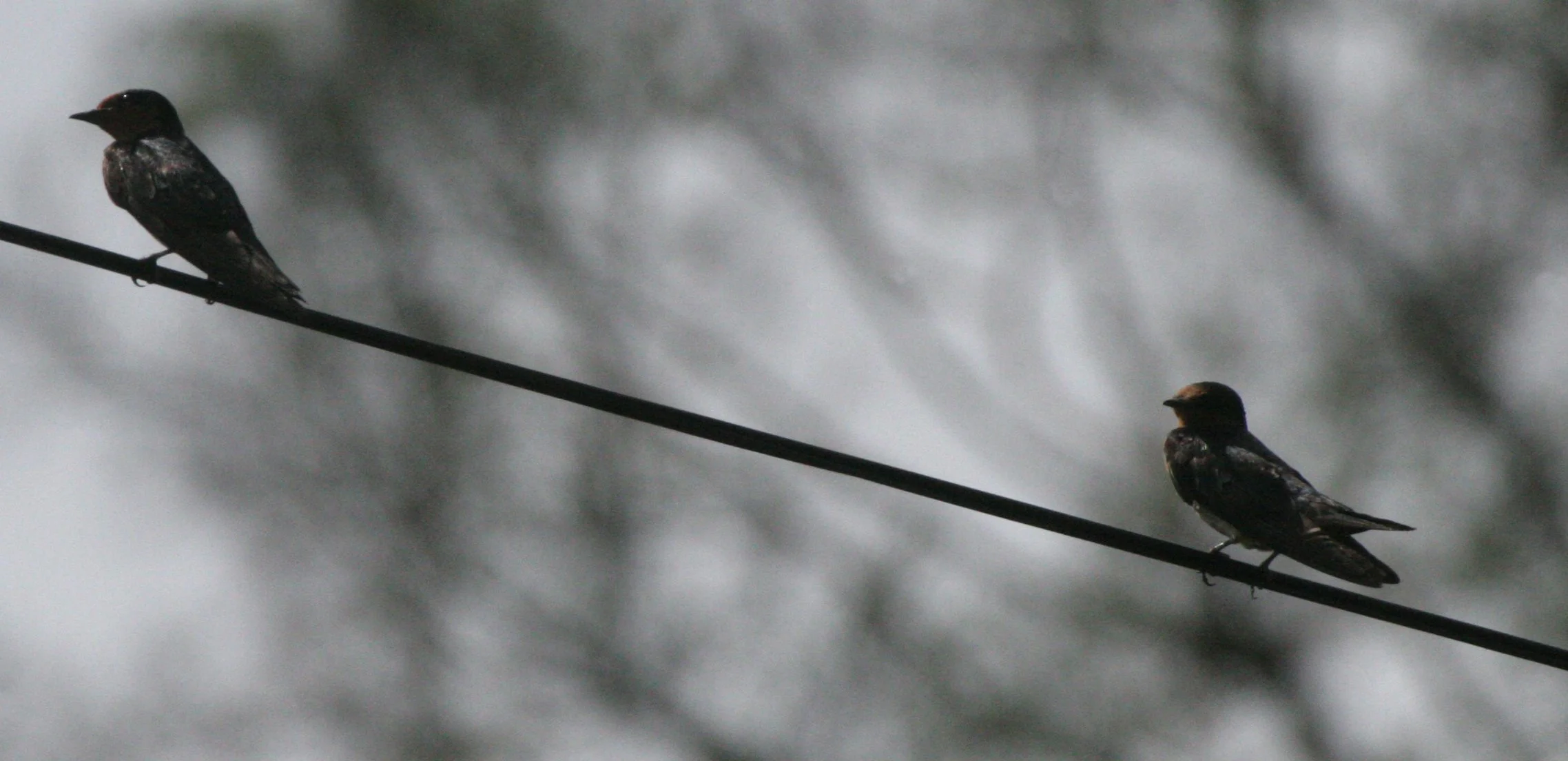 Pacific Swallow (Hirundo tahitica) Danum Valley Borneo (2).JPG