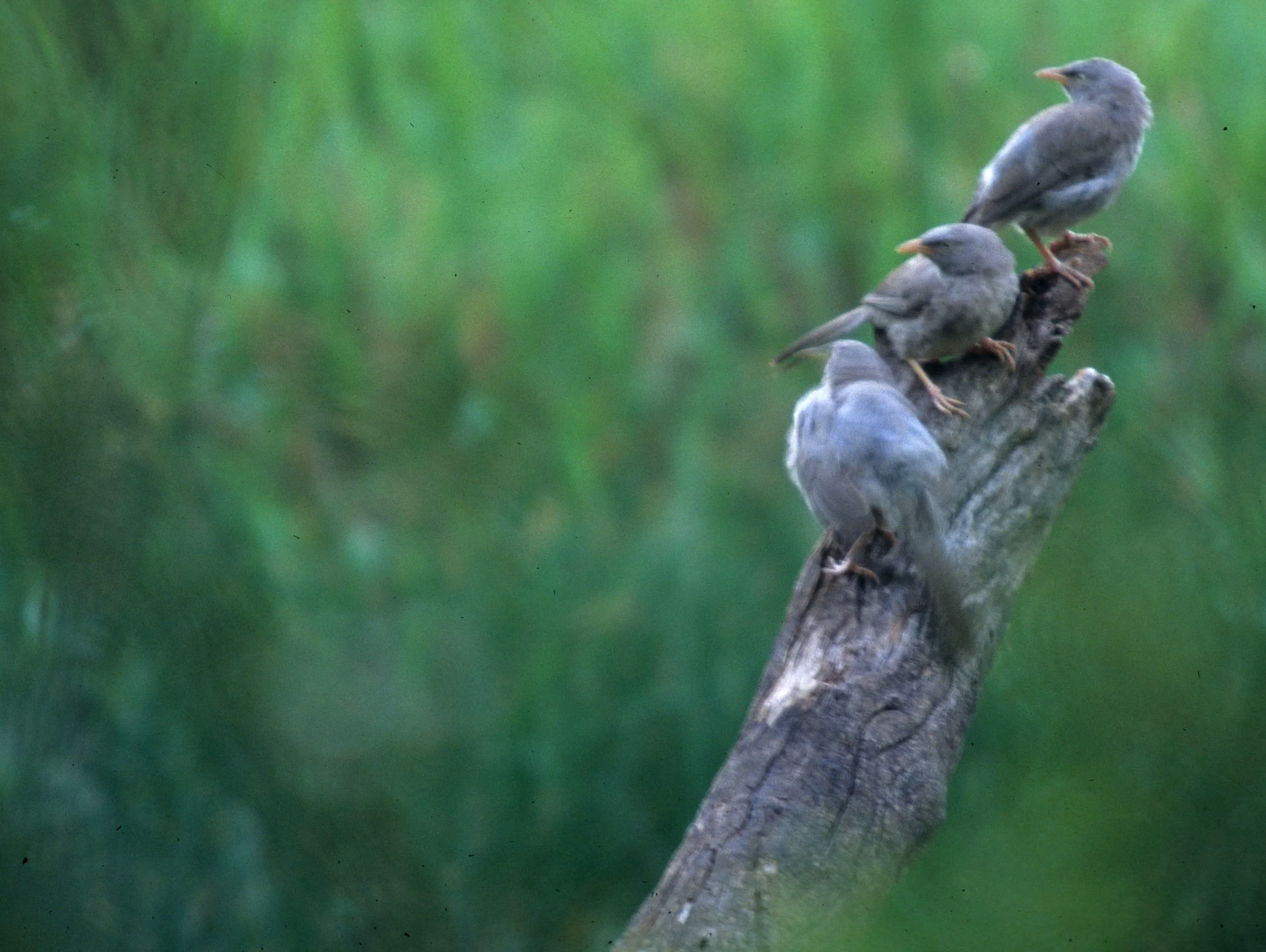 BIRD - LARGE GRAY BABBLERS - KALEODEO INDIA A.jpg