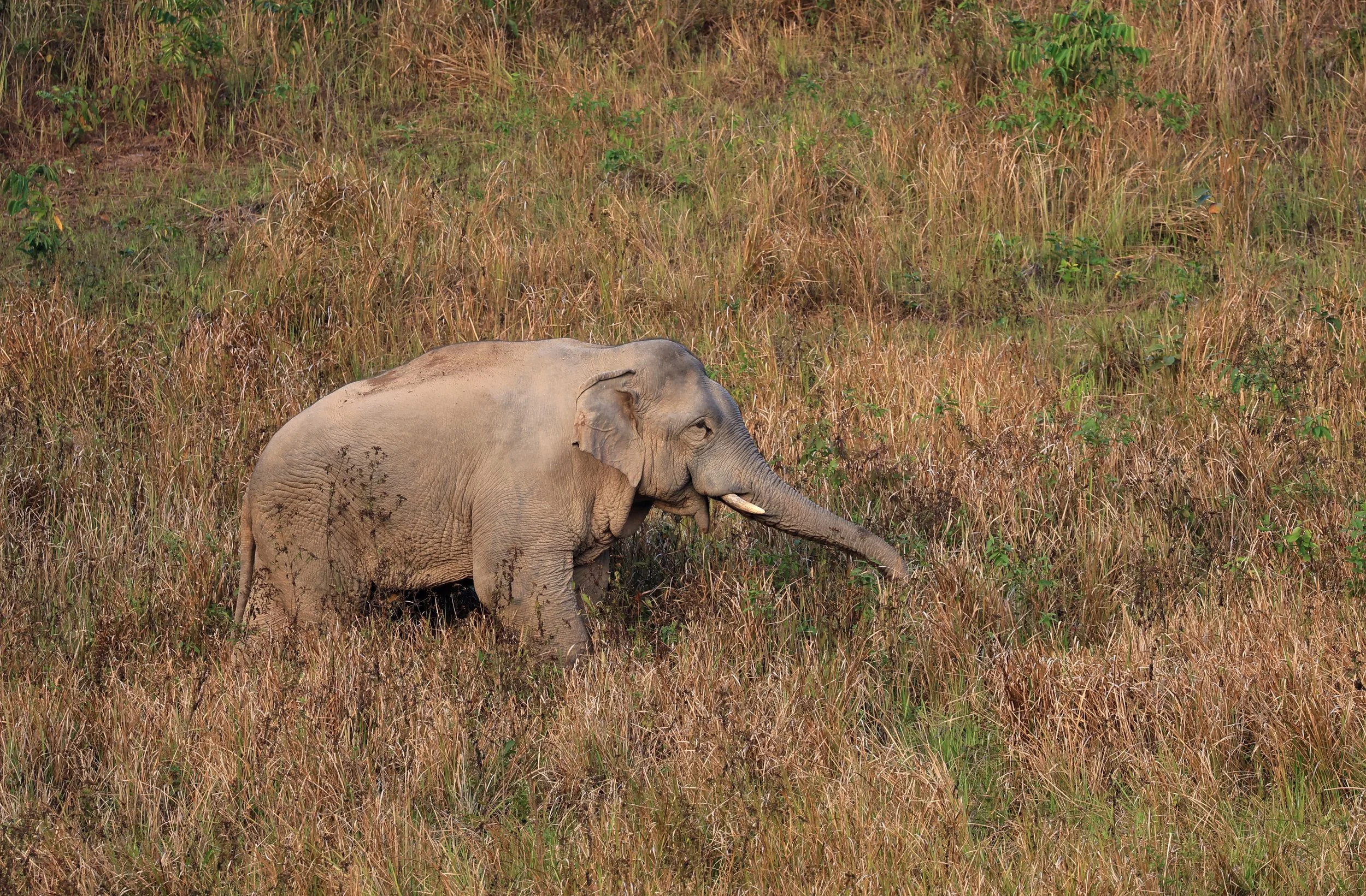 Asian Elephant (Elephas maximus) Khao Yai National Park, Thailand (115).jpg