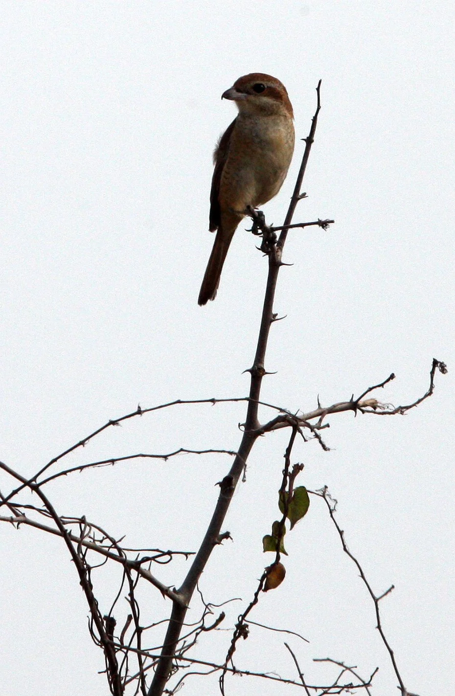 Brown Shrike (Lanius cristatus) Pak Thale Petchaburi Thailand (21).JPG