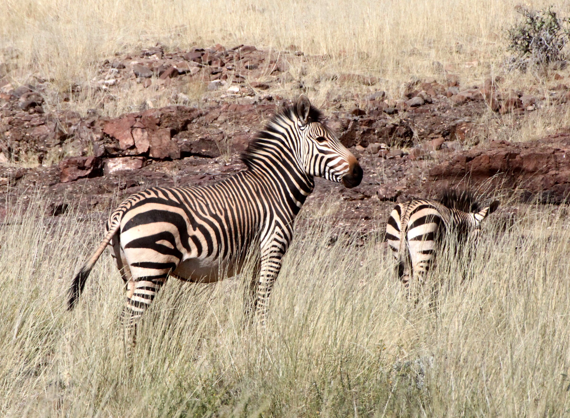 Equus zebra hartmannae - HARTMANN'S MOUNTAIN ZEBRA - DAMARALAND, NAMIBIA (55).JPG
