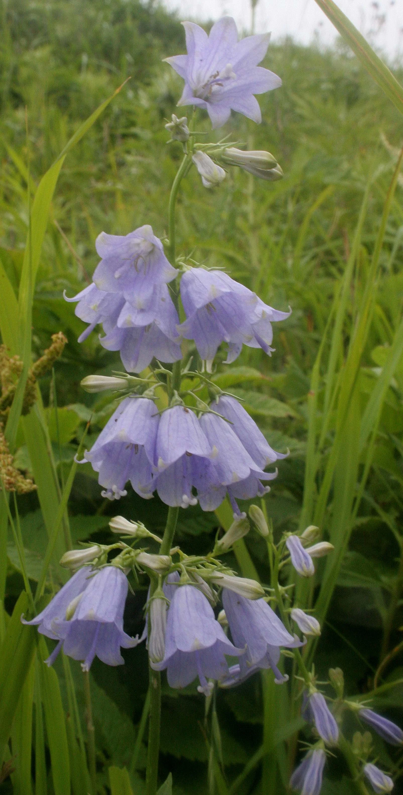 KURIL ISLANDS - FLORA  (72).jpg