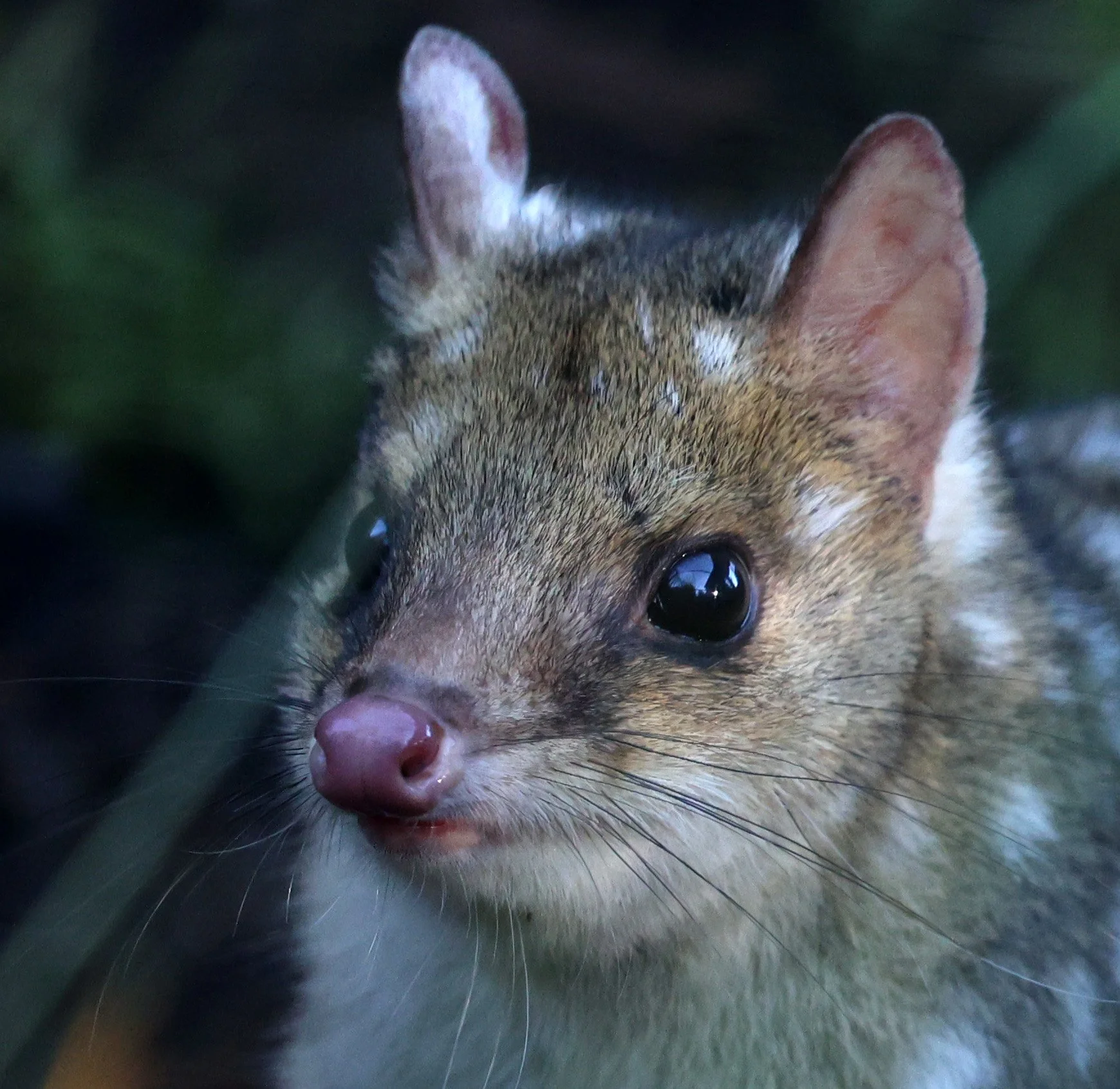 Eastern Quoll (Dasyurus viverrinus) Bruny Island - Tasmania 