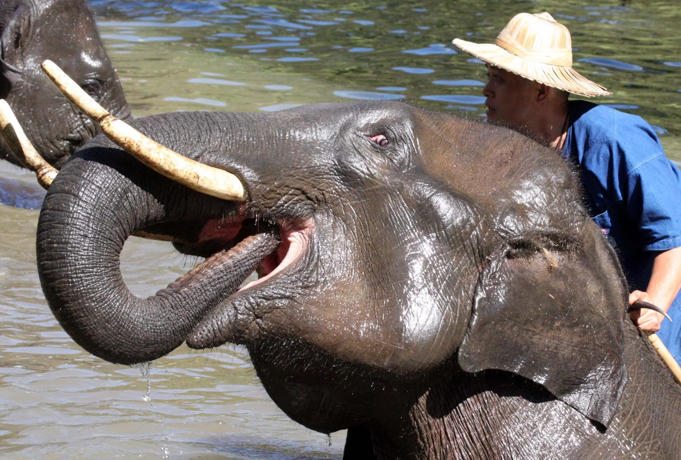 2008 Lampang City & Elephant Center (99).JPG