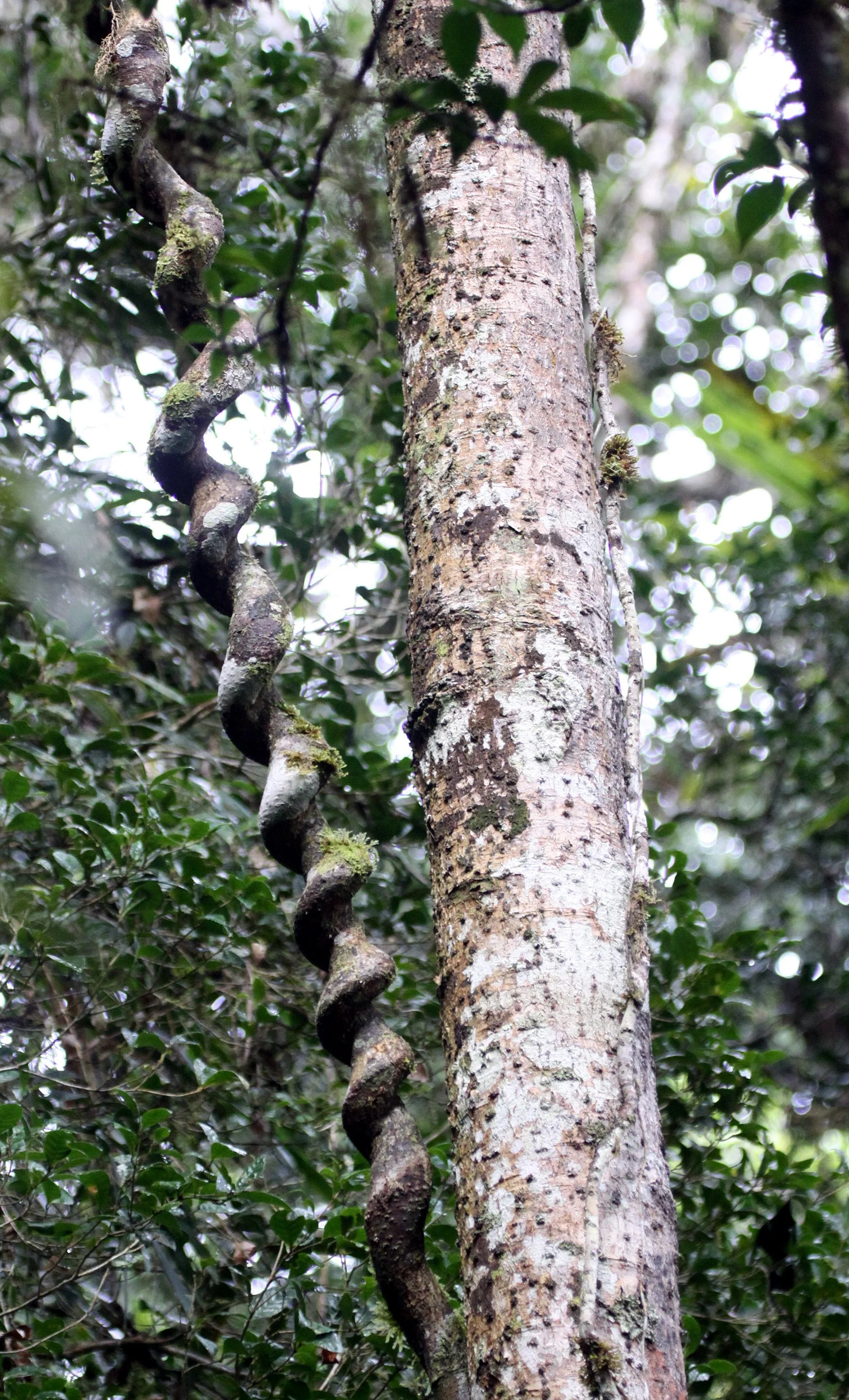 PLANT - LIANA SPECIES - ANDISABE NATIONAL PARK MADAGASCAR.JPG