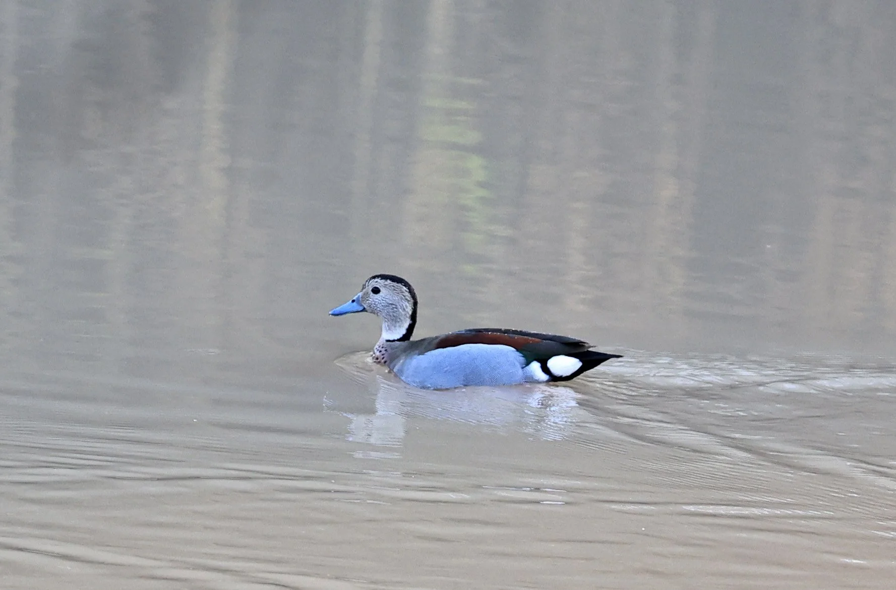 Ringed Teal (Callonetta leucophrys) Hotel Iparoma Campestre Paraguay (4).jpg