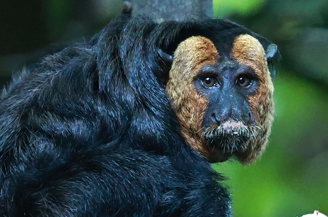 Expedition to Manaus & Amazona — Coke Smith Wildlife