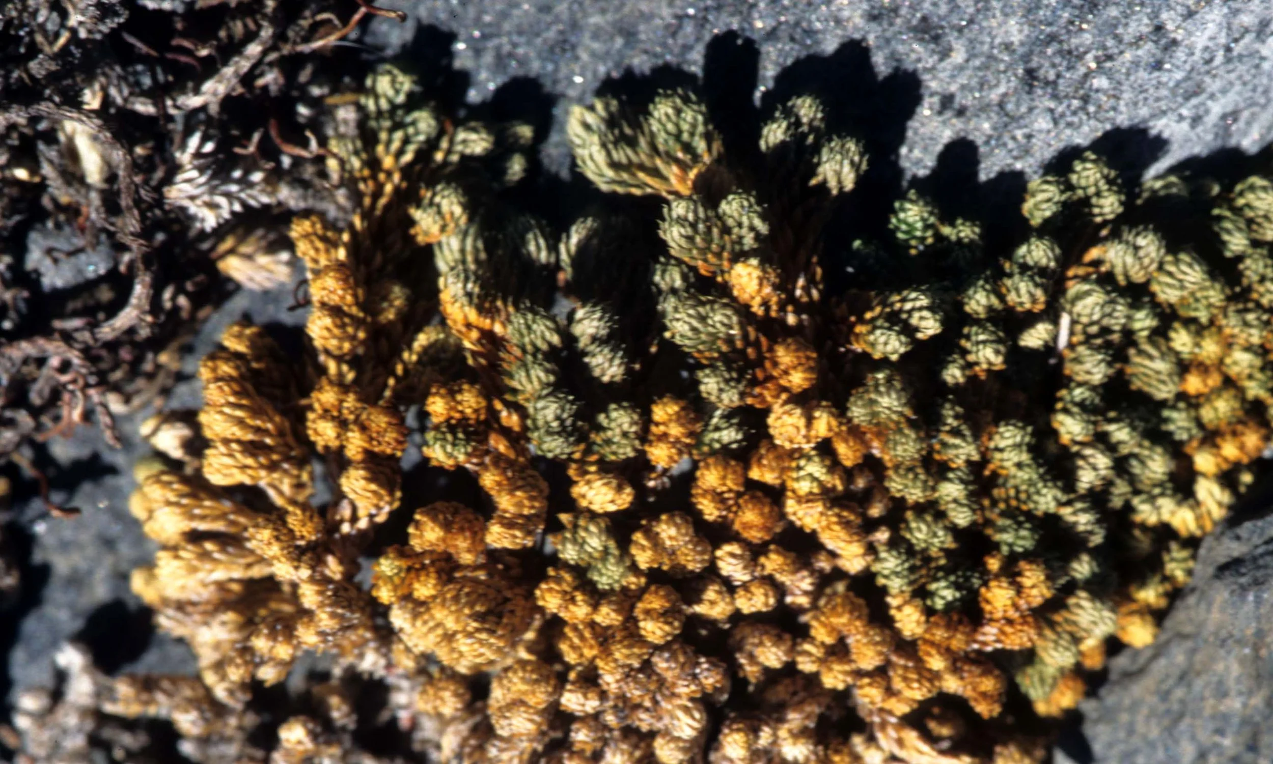 CALIFORNIA - SIERRA - PLANT SPECIES (11).jpg