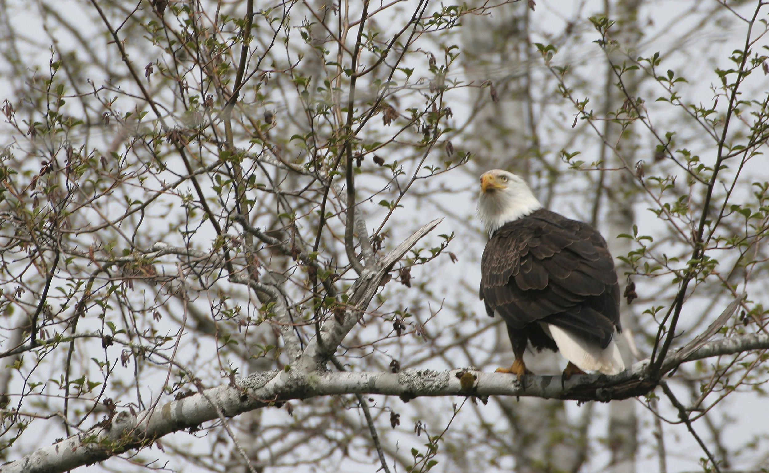 BIRD - EAGLE - BALD EAGLE - OP (7).jpg