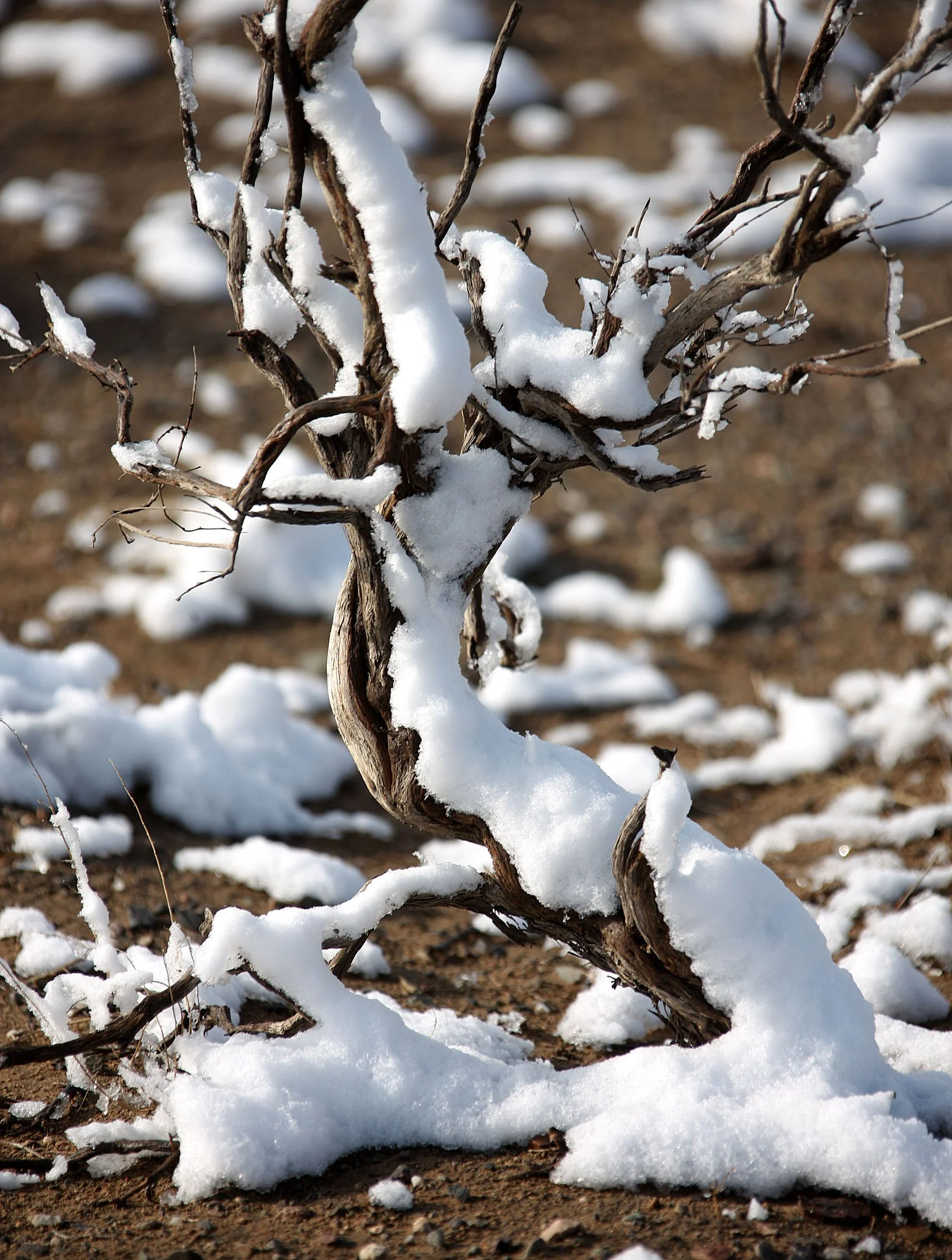 KARAMORI NATIONAL NATURE RESERVE - XINJIANG CHINA (38).JPG