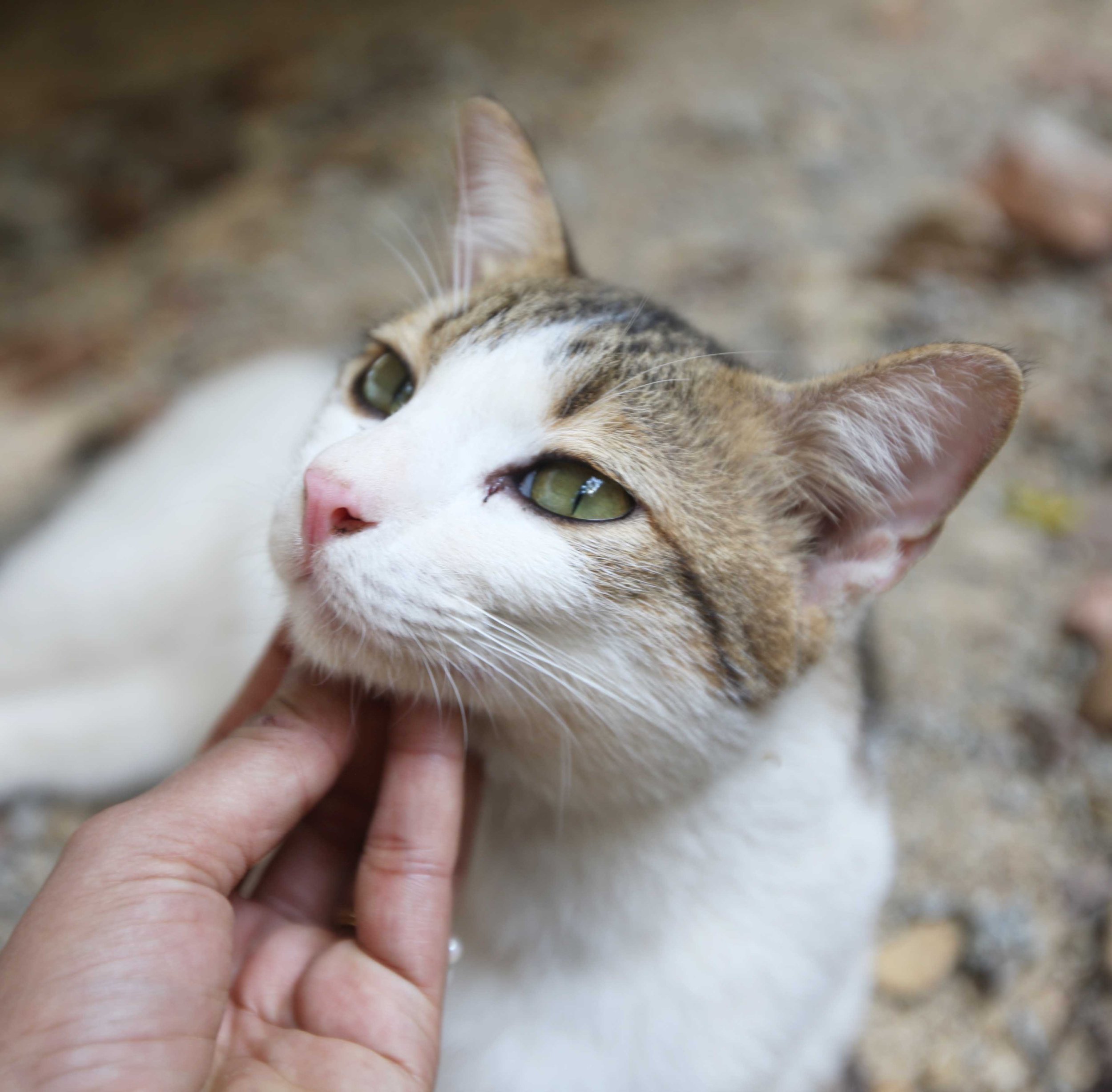 2015 Koh Lanta Songkran with friends from ISB (49).JPG