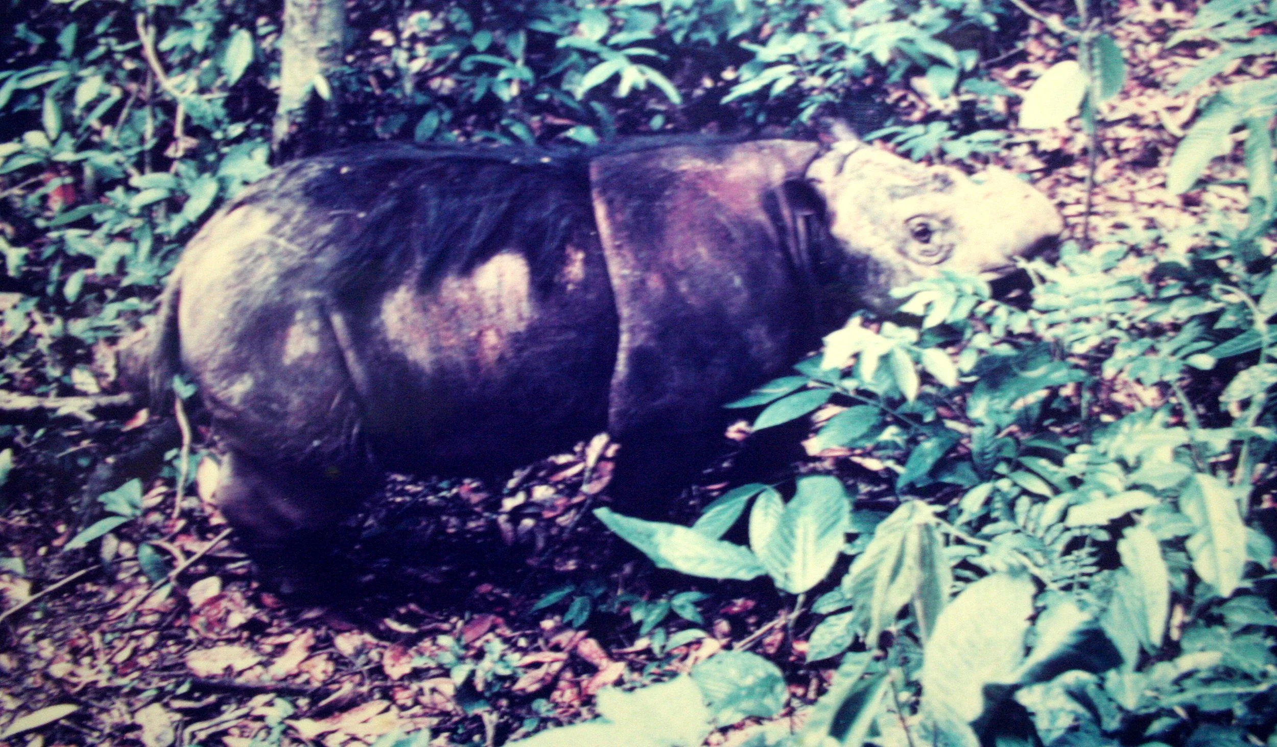 DANUM VALLEY BORNEO - RHINO SOS (3).JPG