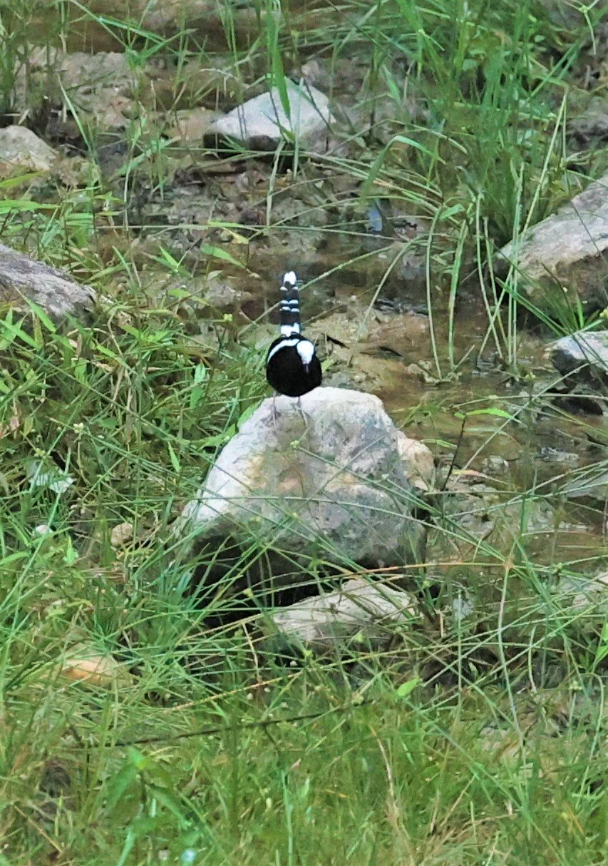 Enicurus leschenaulti - WHITE-CROWNED FORKTAIL - TAMAN NEGARA KUMBANG HIDE MALAYSIA (5).jpg