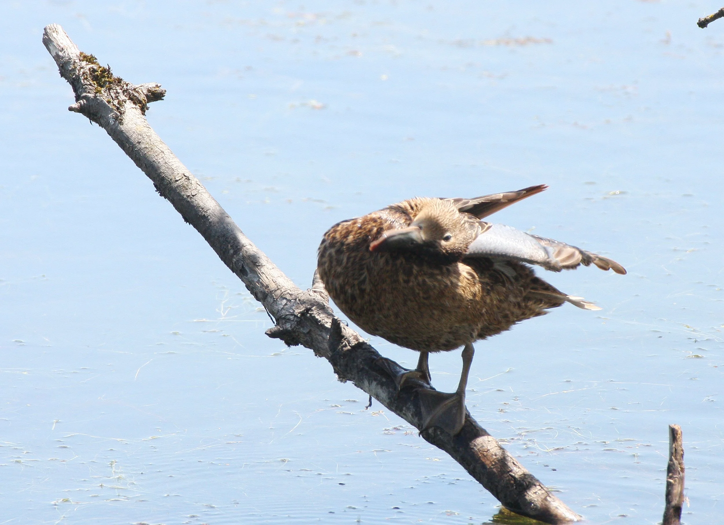 TEAL - BLUE-WINGED TEAL - Anas discors - FEMALE  - RIDGEFIELD NWR WA (2).JPG