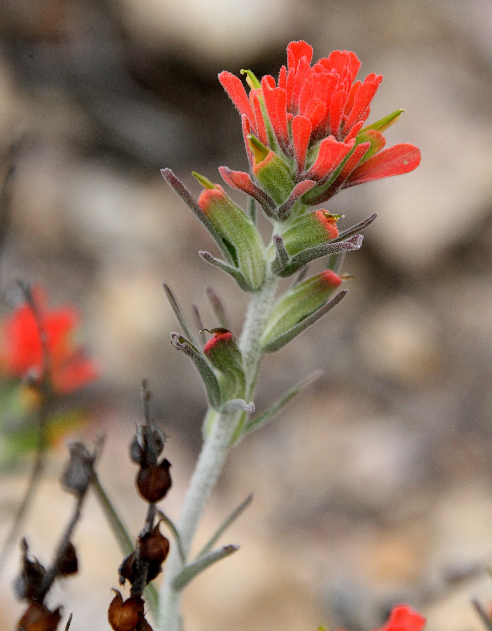 OROBANCHACEAE - CASTELLEJA FOLIOLOSA - WOOLLY INDIAN PAINTBRUSH - PINNACLES NATIONAL MONUMENT CALIFORNIA (2).JPG