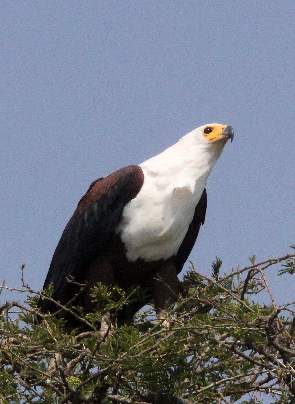 Haliaeetus vocifer - AFRICAN FISH EAGLE - QUEEN ELIZABETH NP UGANDA (7).JPG