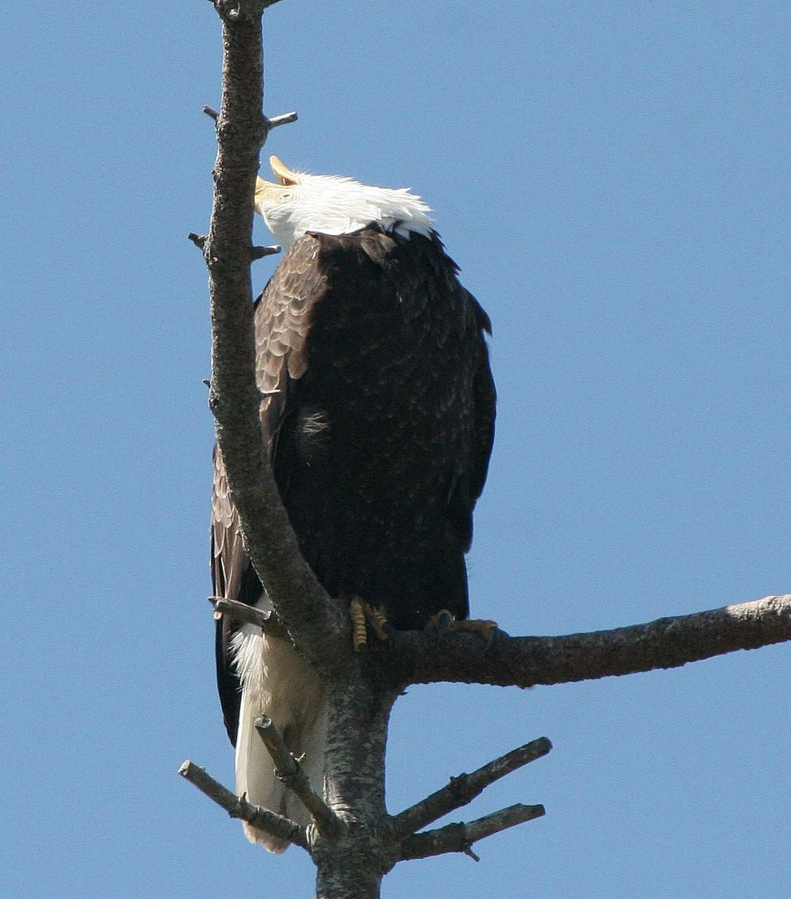 Haliaeetus leucocephalus - AMERICAN BALD EAGLE - CLINE SPIT OVERLOOK SEQUIM WA (24).JPG
