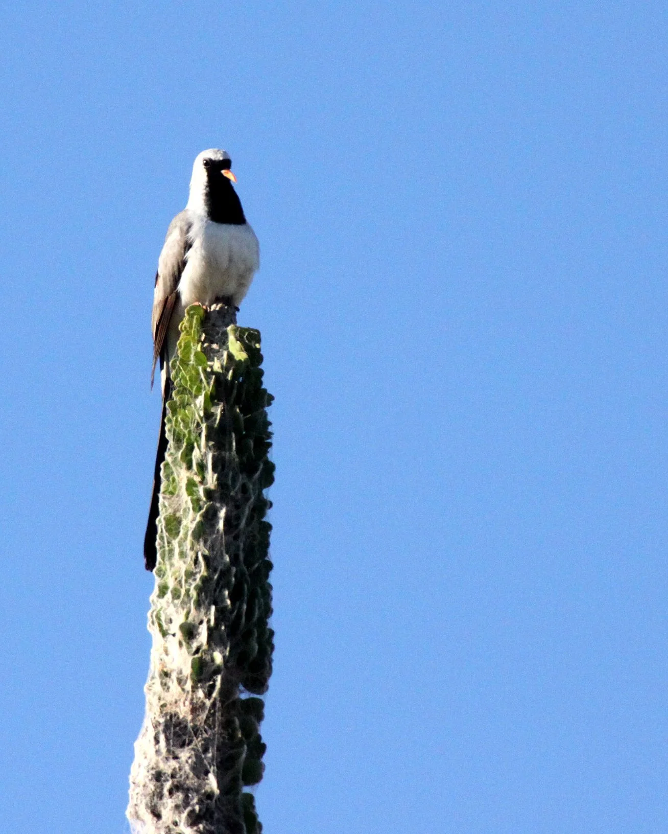 Namaqua Dove (Oena capensis) Berenty Reserve Madagascar (3).JPG