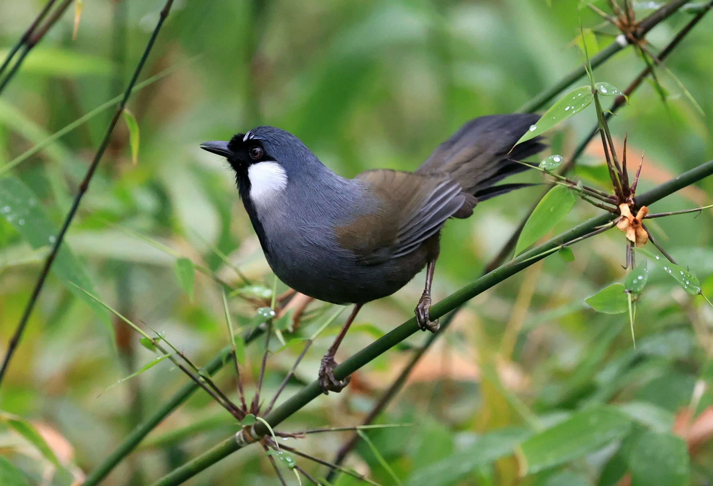 Black-throated Laughingthrush (Pterorhinus chinensis) Khao Yai National Park Feb 2026 Day 2 (41).jpg