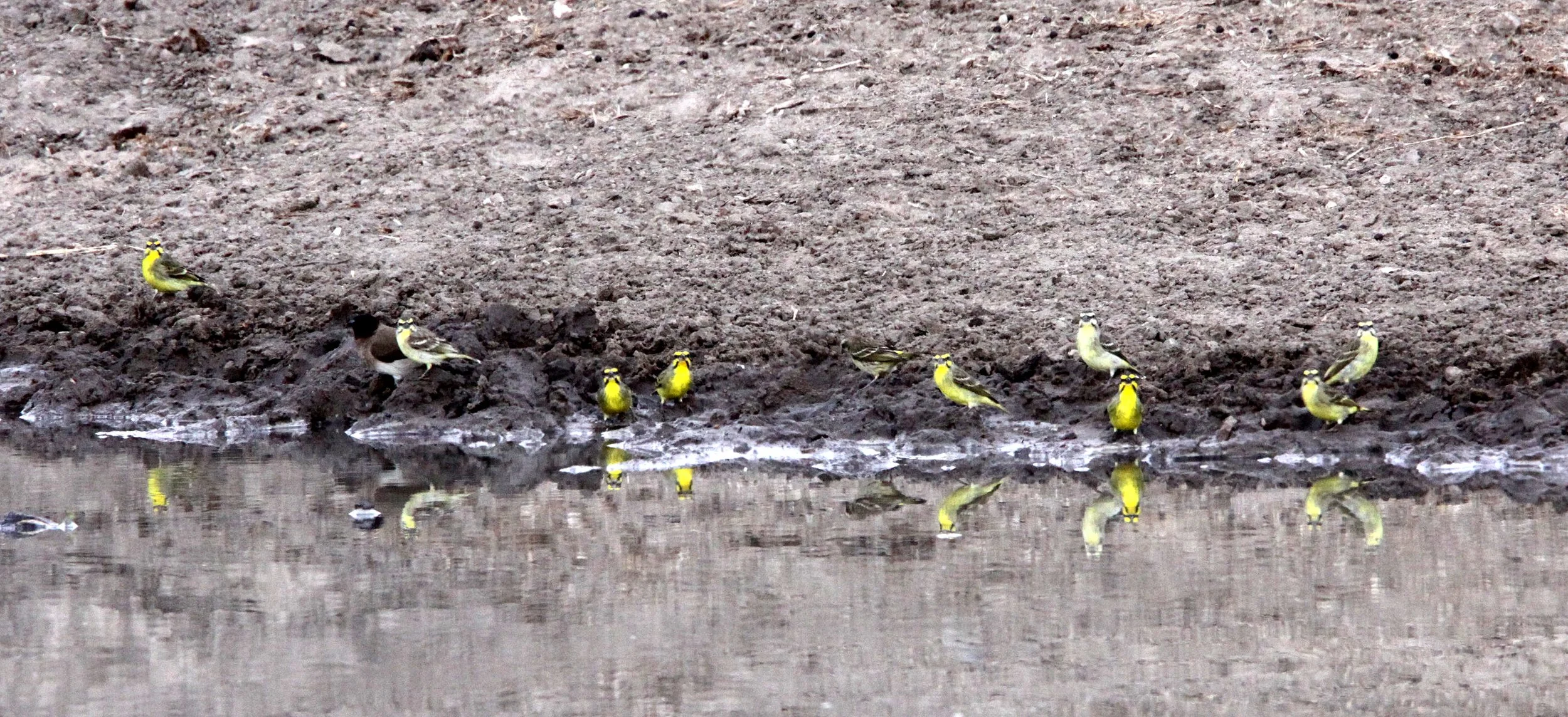 Yellow-fronted canary (Crithagra mozambica) Imfolozi NP, South Africa (4).JPG