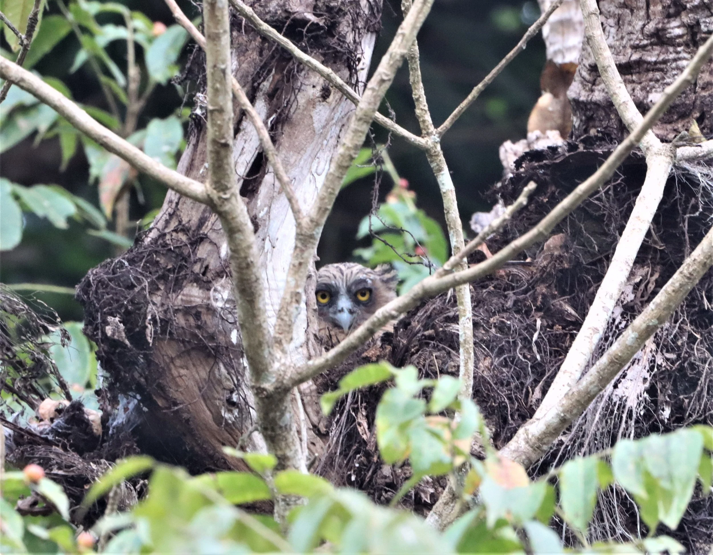 OWL - BUFFY FISH OWL - Ketupa ketupu - KAENG KRACHAN THAILAND (29).jpg