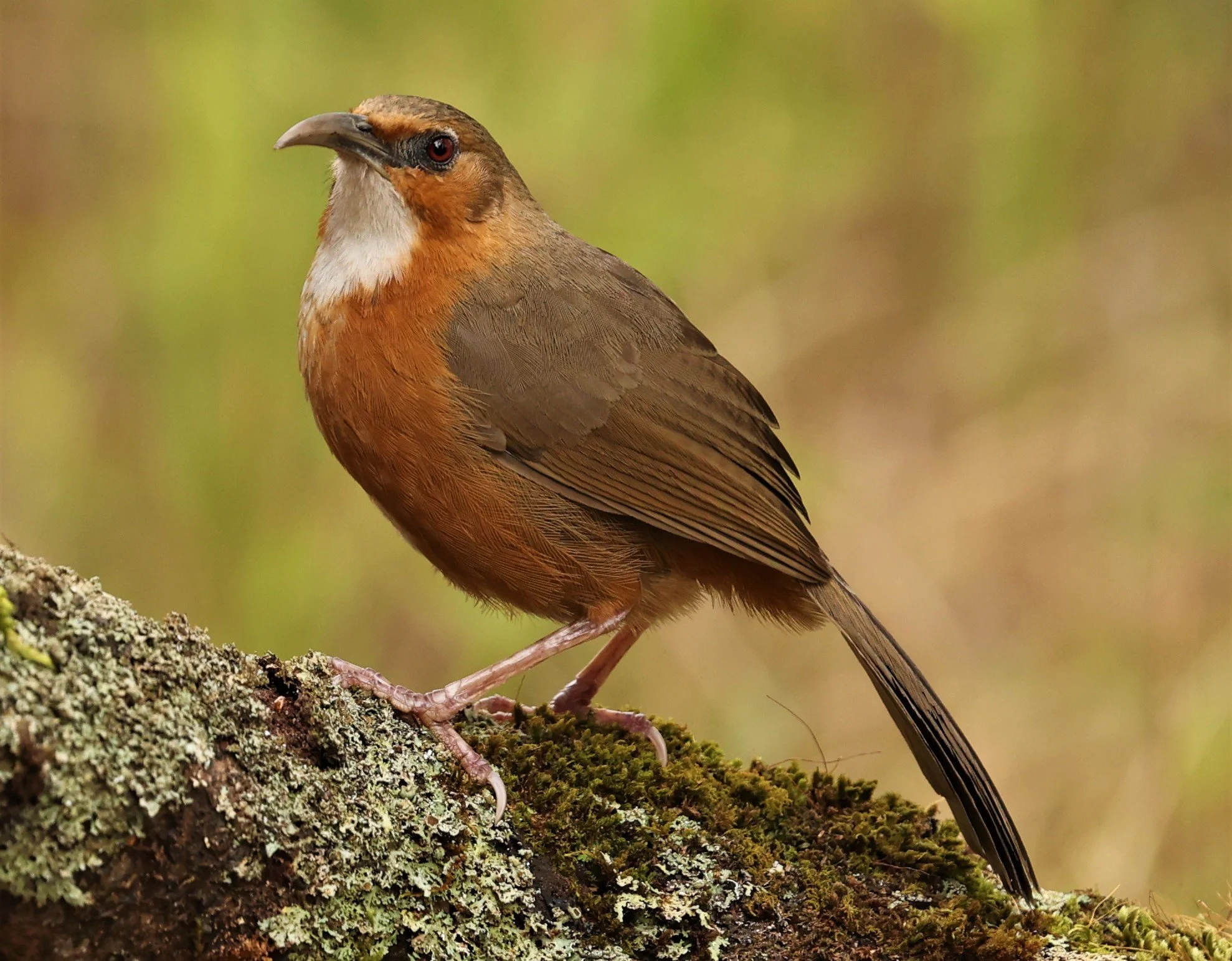 SCIMITAR BABBLER - RUSTY-CHEEKED SCIMITAR BABBLER - Erythrogenys erythrogenys - DOI LANG WEST, DOI PHA HOM POK NP, CHIANG MAI DEC 2021 (37).jpg