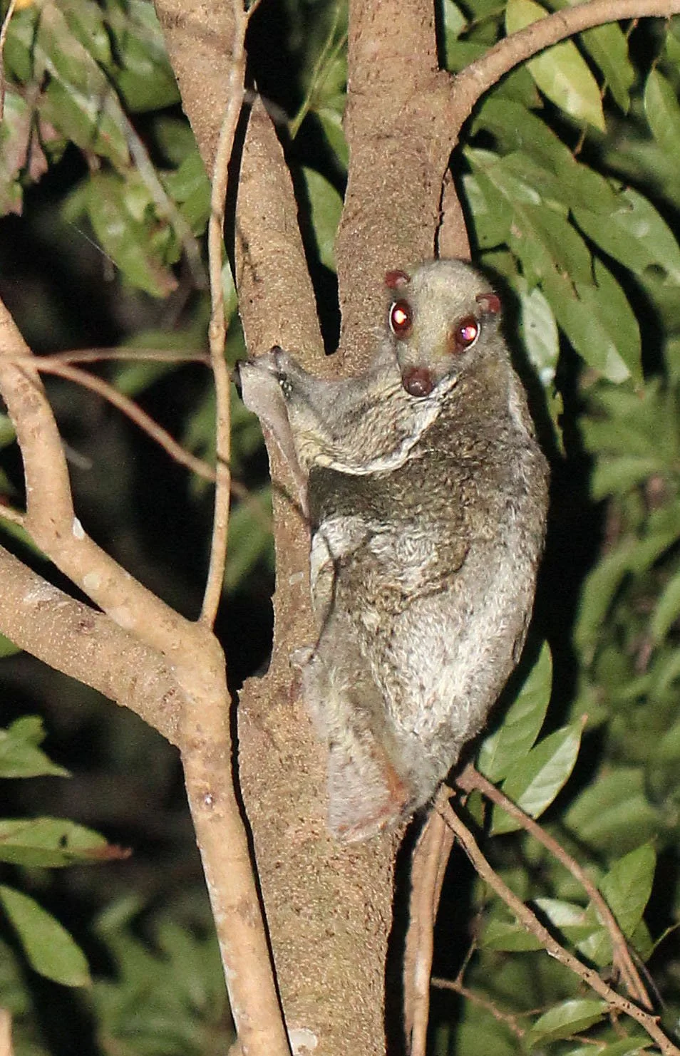Colugo Size Giant Colugo Size