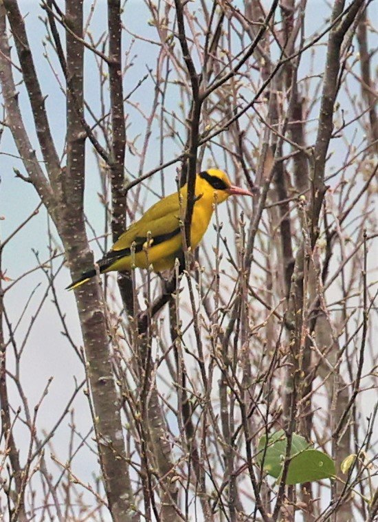 Slender-billed Oriole (Oriolus tenuirostris) Doi Inthanon NP Chiang Mai (3).jpg