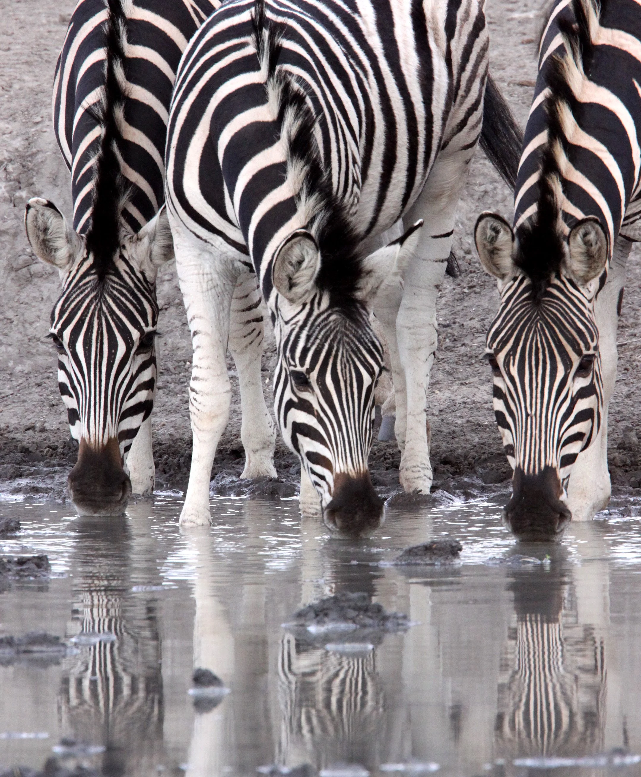 Equus quagga burchellii - BURCHELL'S (DAMARALAND) - IMFOLOZI NATIONAL PARK SOUTH AFRICA (15).JPG
