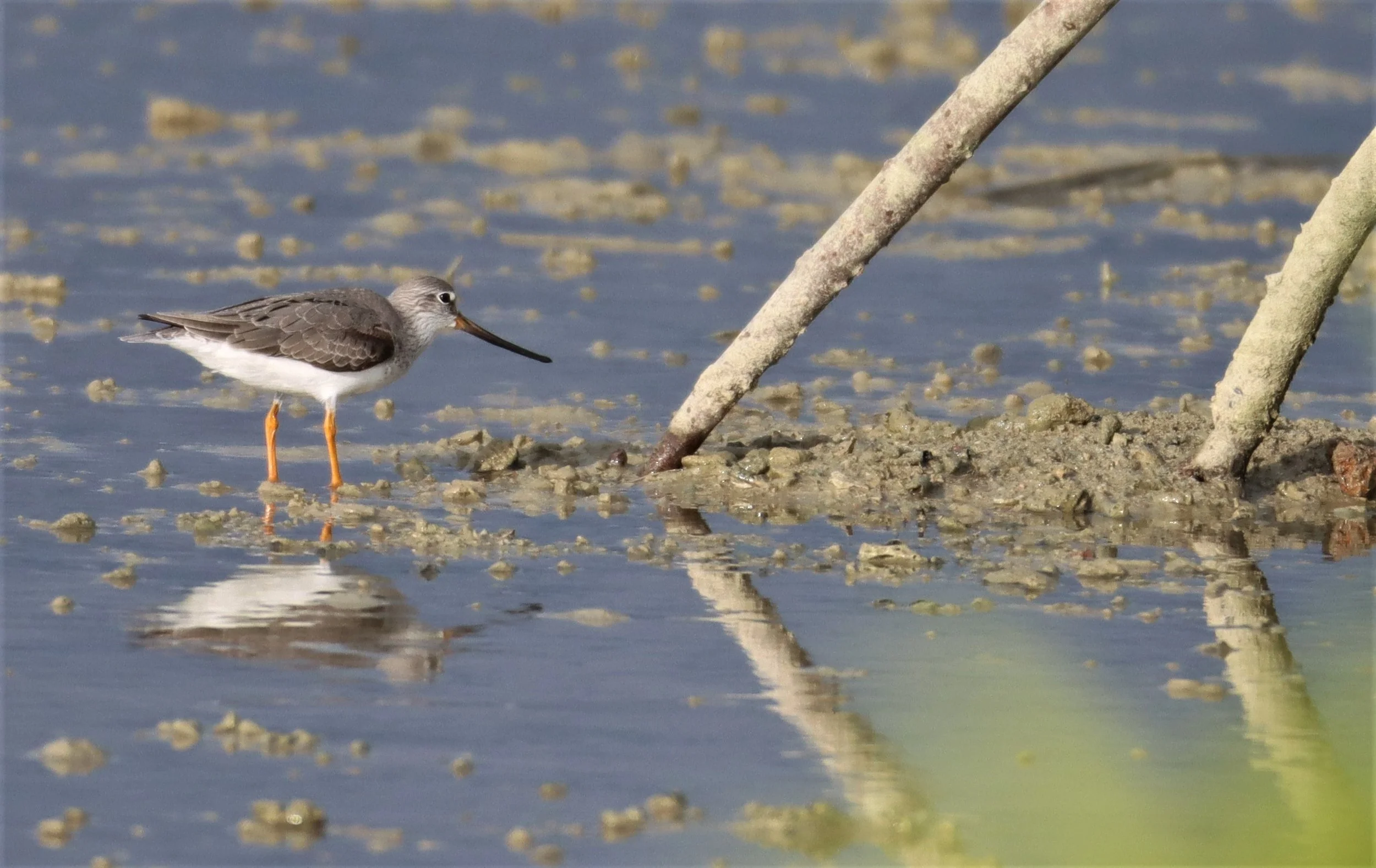SANDPIPER - TEREK SANDPIPER - Xenus cinereus - LAEM PAKARAM PHANG NGA 2021 (23).jpg