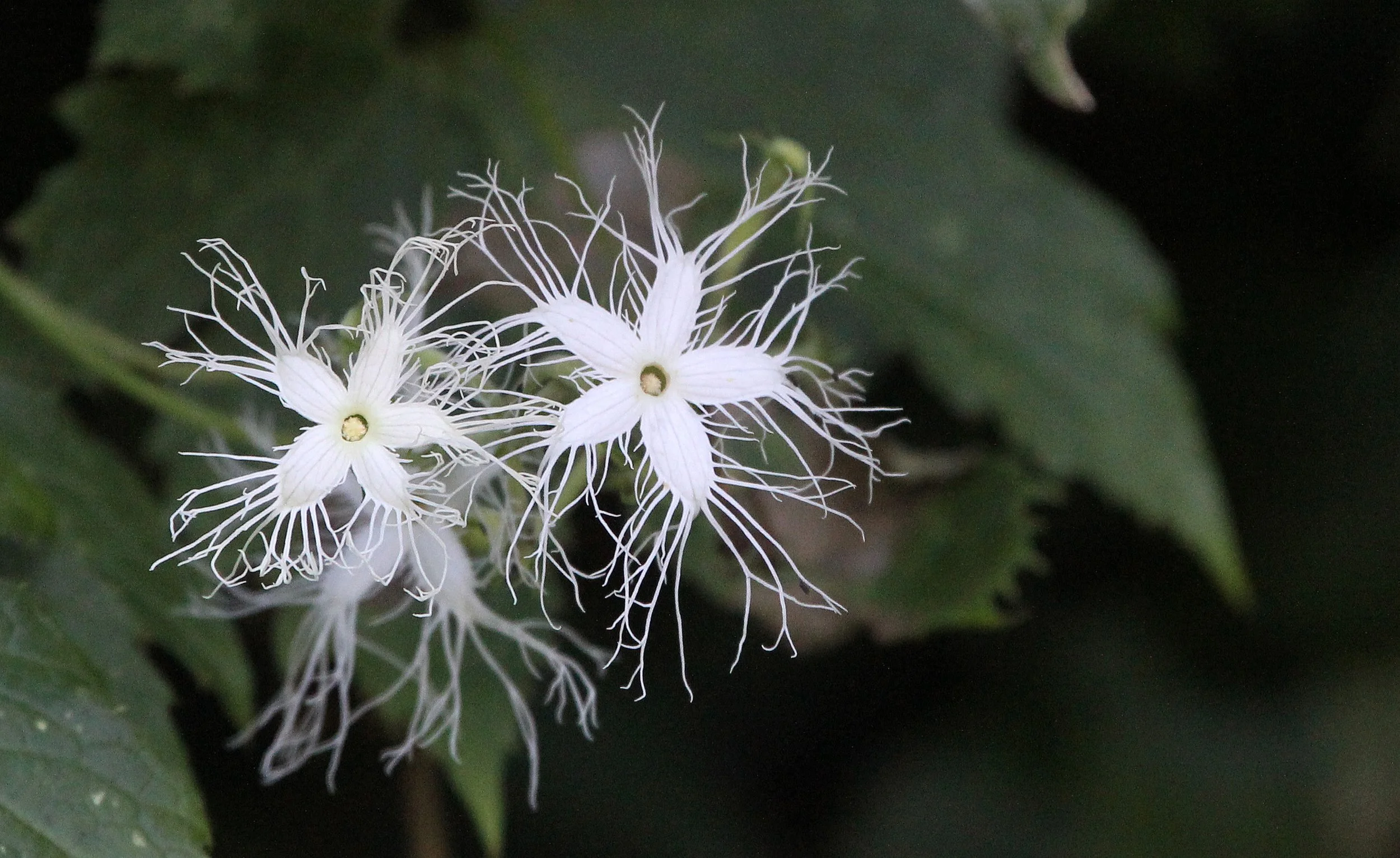 PAMPADUM SHOLA NATIONAL PARK KERALA INDIA (11).JPG