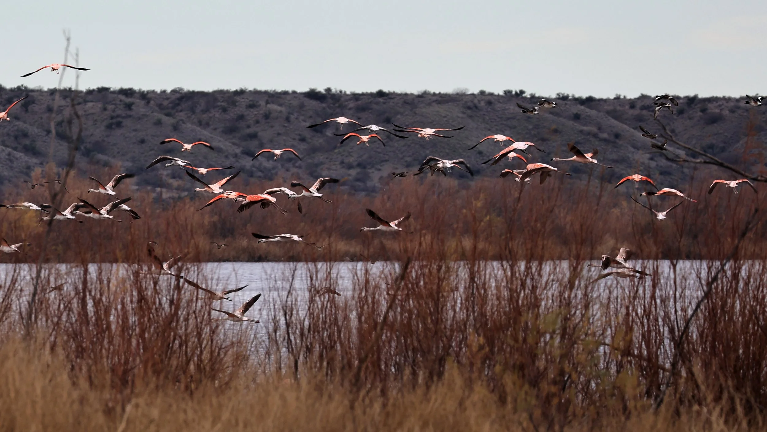 Chilean Flamingo (Phoenicopterus chilensis) Lagunas del Ornitólogo, Trelew Argentina (65).jpg