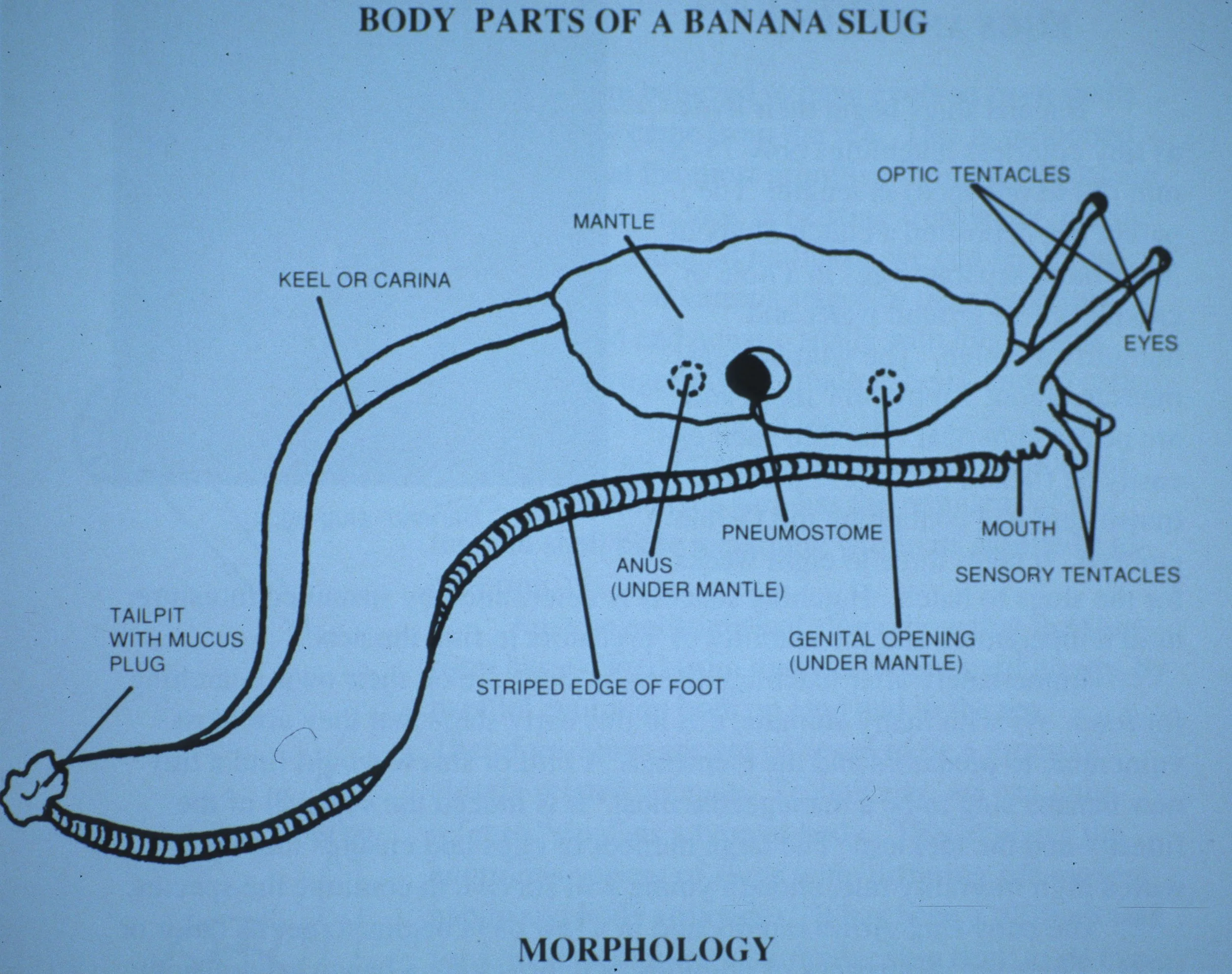 INVERTS - MOLLUSCA - BANANA SLUG AA.jpg