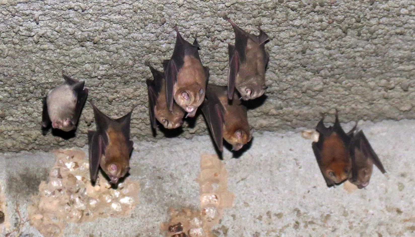 Hipposideros caffer - SUNDEVALL'S ROUNDLEAF BAT - AWASH NATIONAL PARK ETHIOPIA (15).JPG