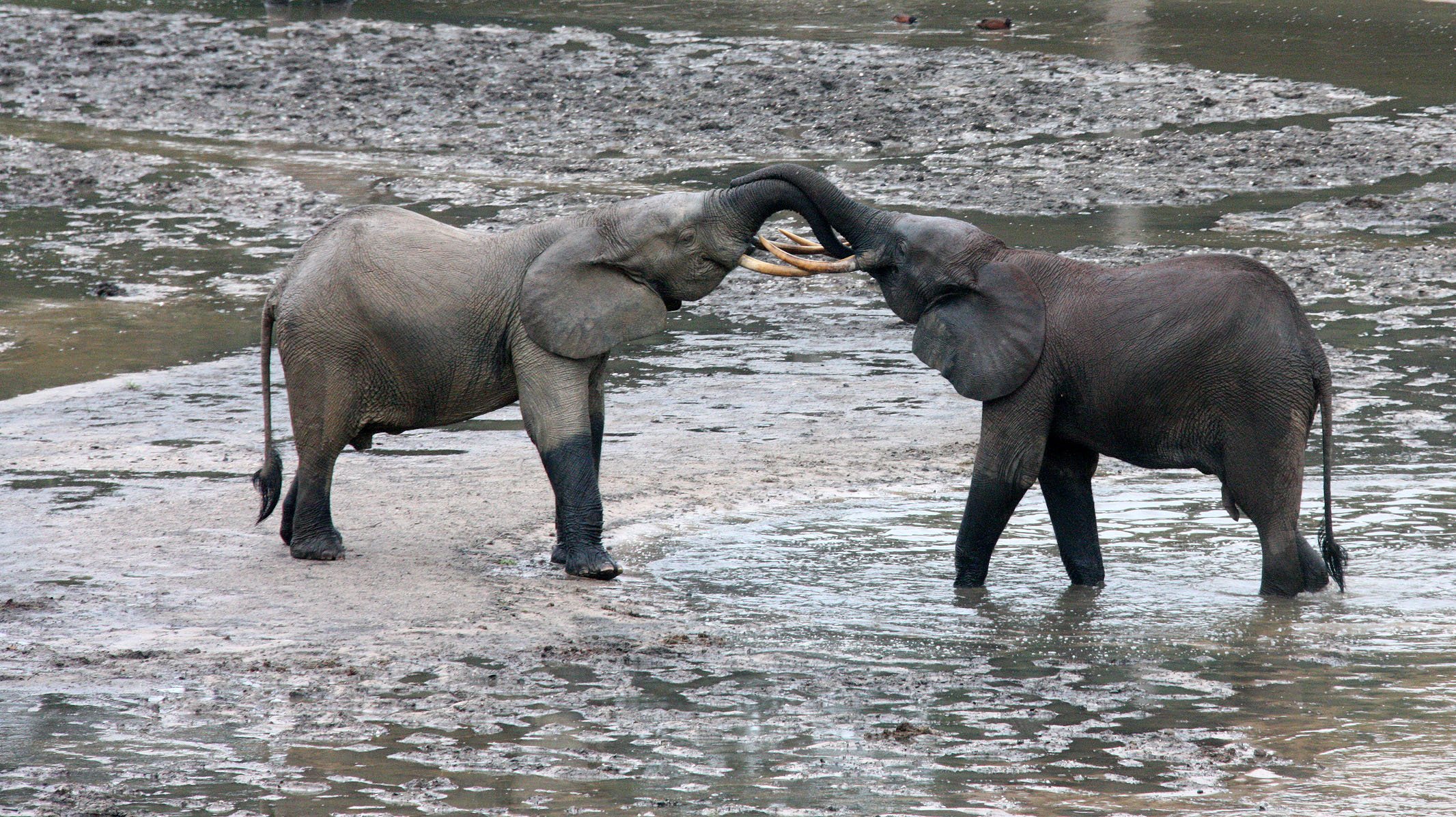 ELEPHANT - FOREST ELEPHANT - DZANGHA BAI - DZANGHA NDOKI NP - CENTRAL AFRICAN REPUBLIC (142).JPG