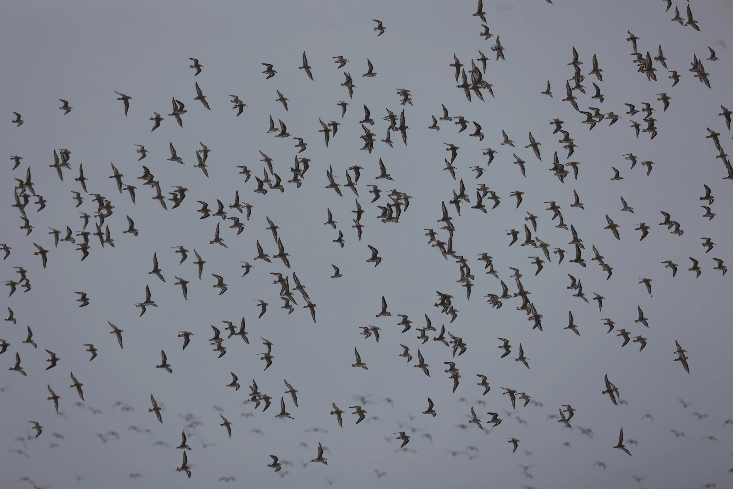 PLOVER - GREATER SAND-PLOVER - Charadrius leschenaultii - LESSER SP, CURLEW, BROADBILL SP PAK THALE OCTOBER 2 (6).JPG