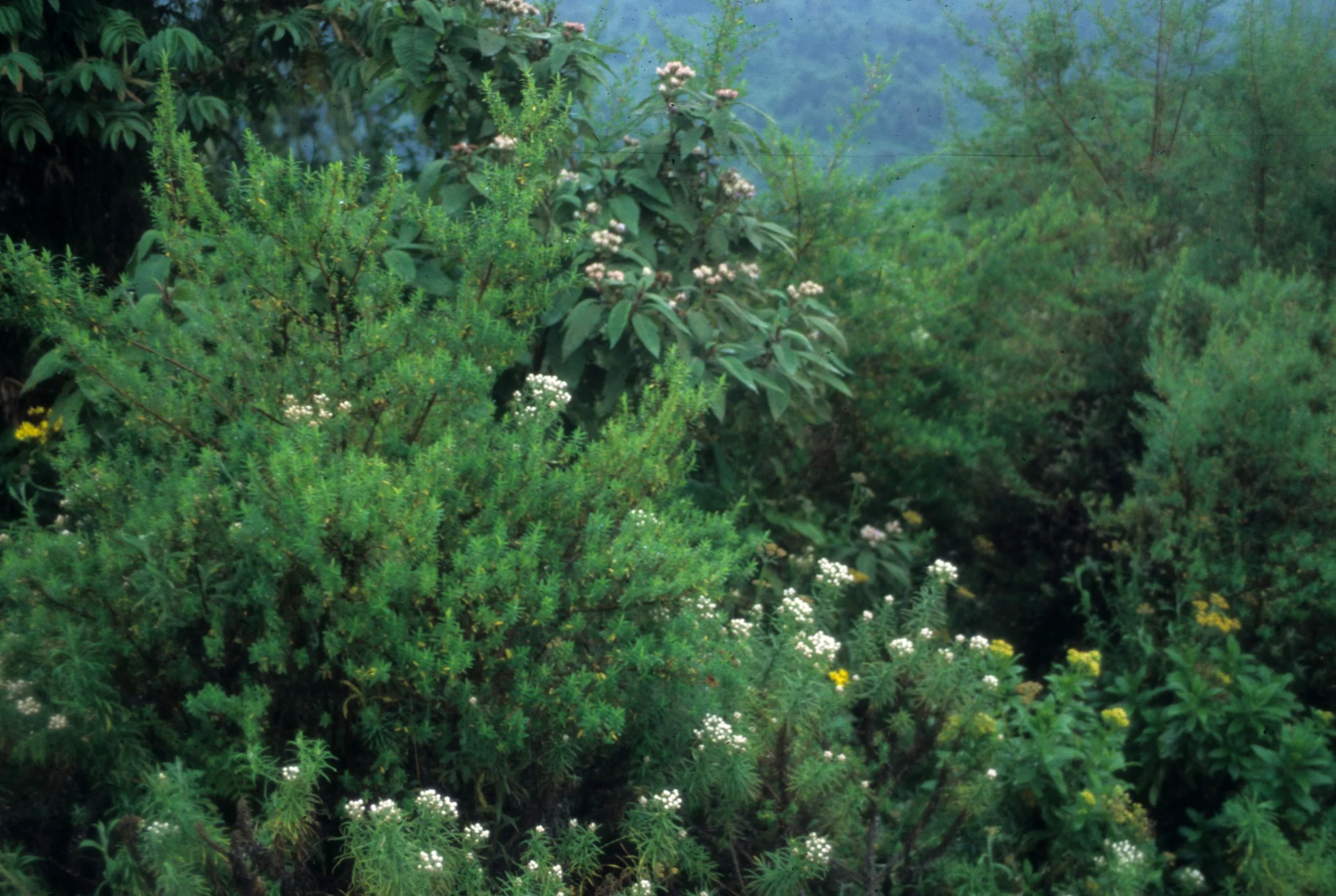 RWANDA - PARC DU VULCANS - FOREST C.jpg
