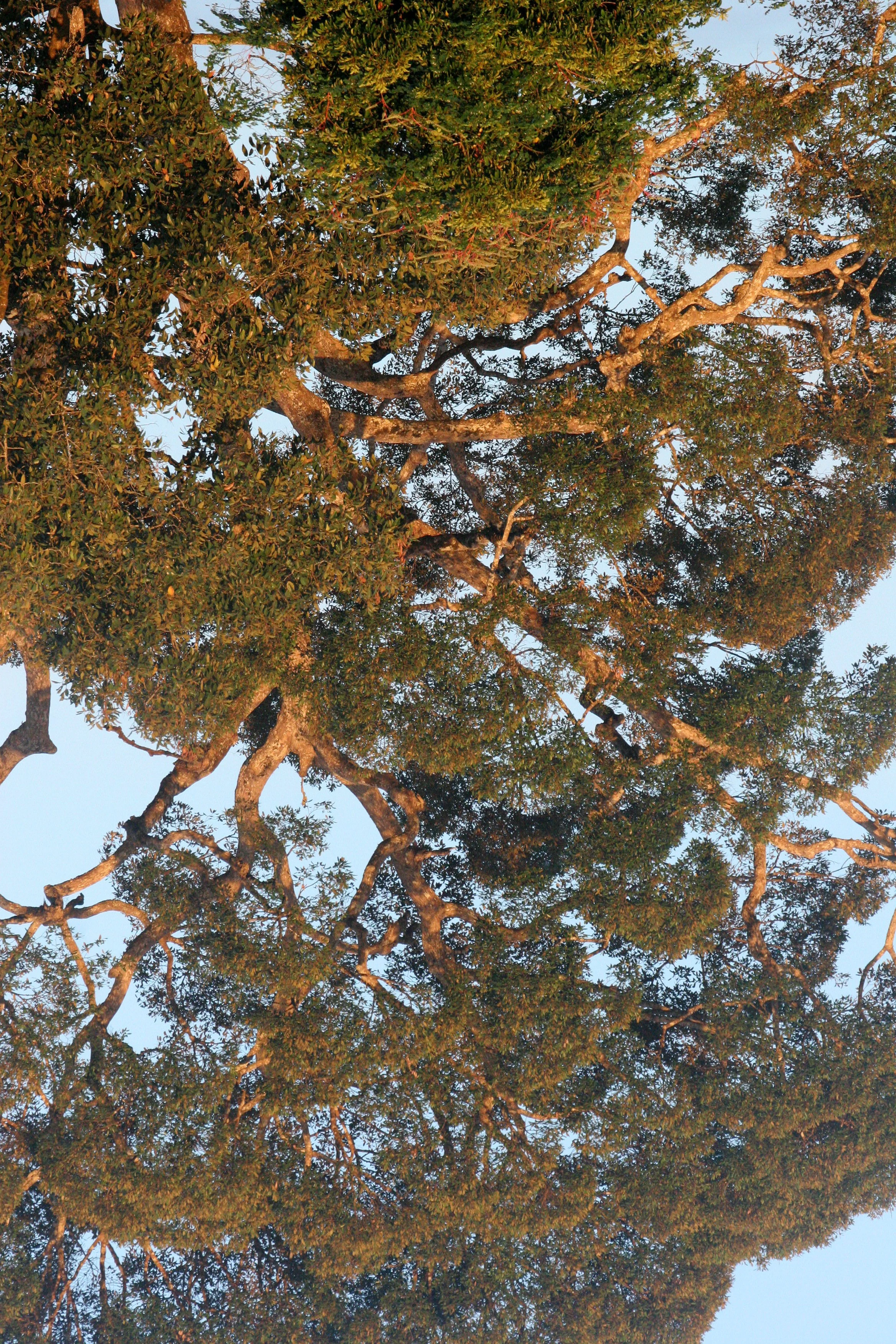 TABIN WILDLIFE RESERVE BORNEO - FOREST GIANT - KOMPASIA SPECIES (7).JPG