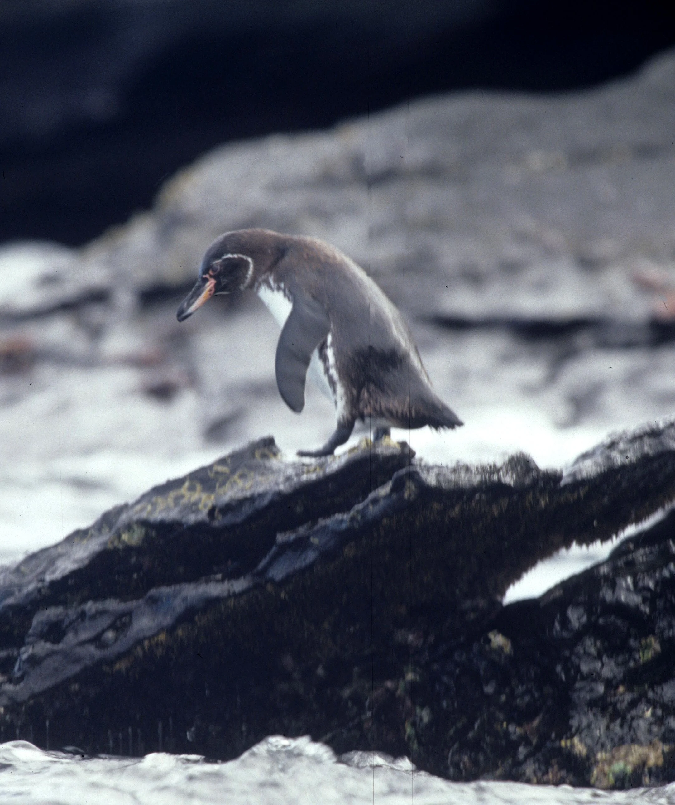 Galapagos Penguin (Spheniscus mendiculus) Galapagos Islands Ecuador (4).jpg