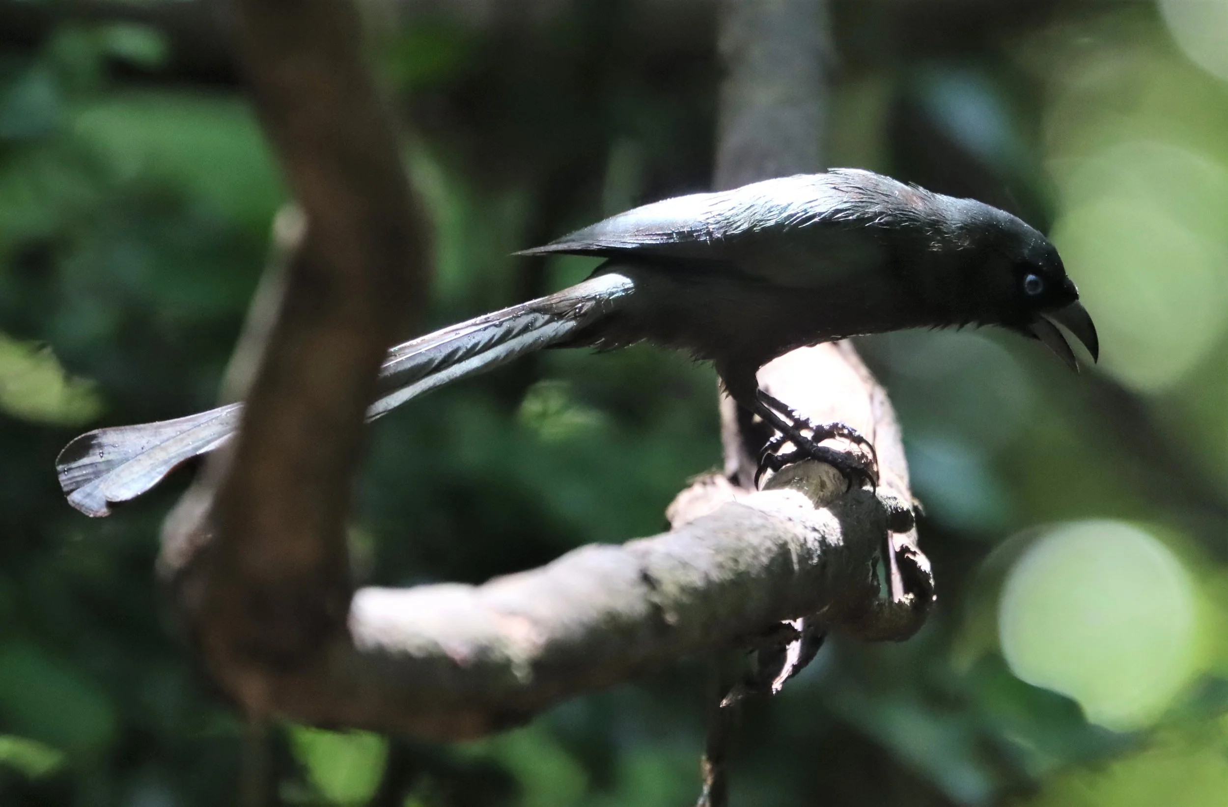 TREEPIE - RACKET-TAILED TREEPIE - LUNG SIN HIDE KAENG KRACHAN (6).jpg