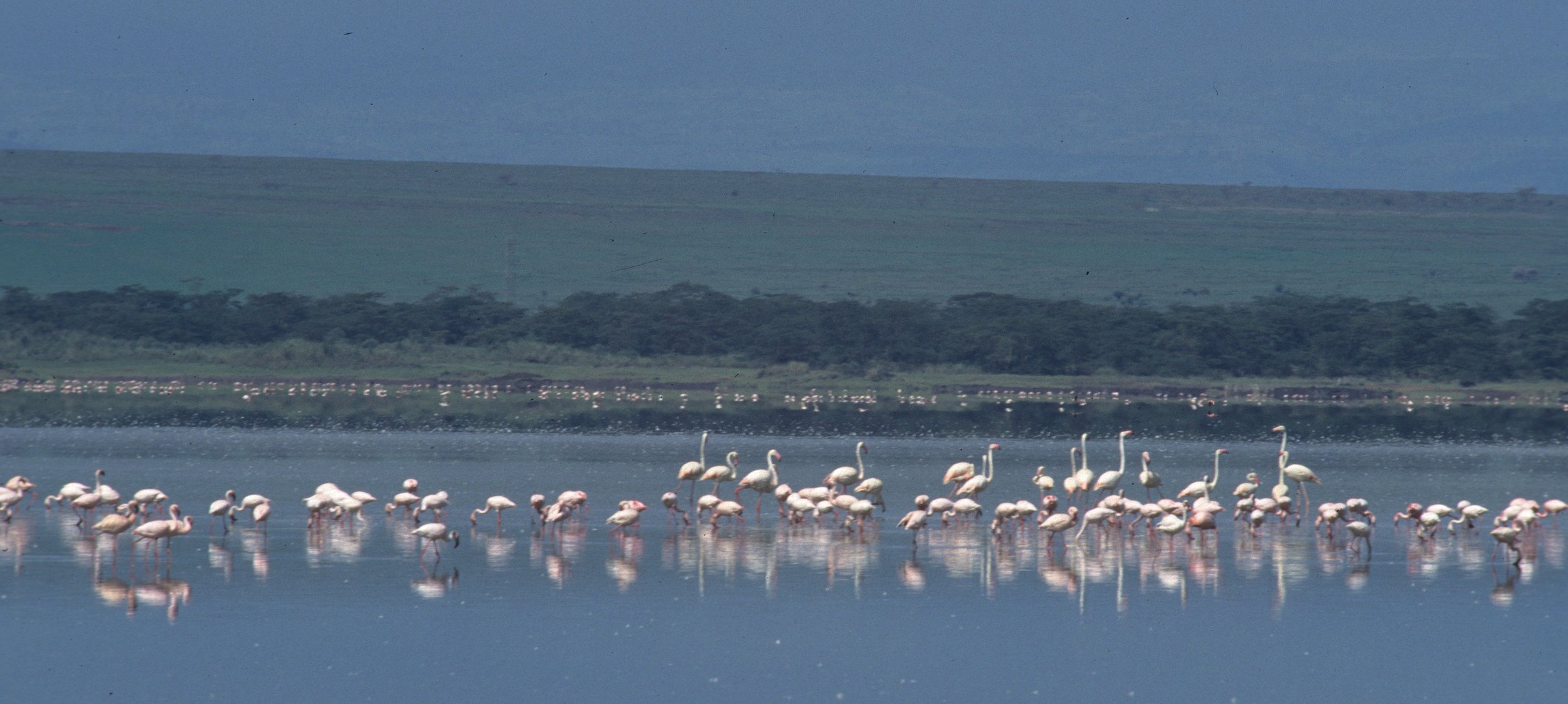 Phoeniconaias minor - Lesser Flamingo - Mixed with Greater - Lake Elementaita, Kenya (4).jpg