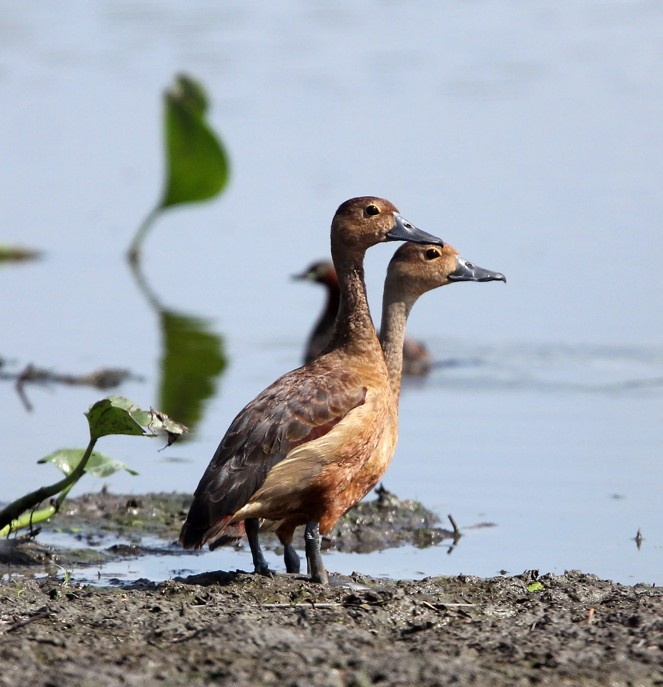 DUCK - LESSER WHISTLING DUCK  - Dendrocygna javanica - KOH LANTA THAILAND - SUMMER 2015 (22).JPG